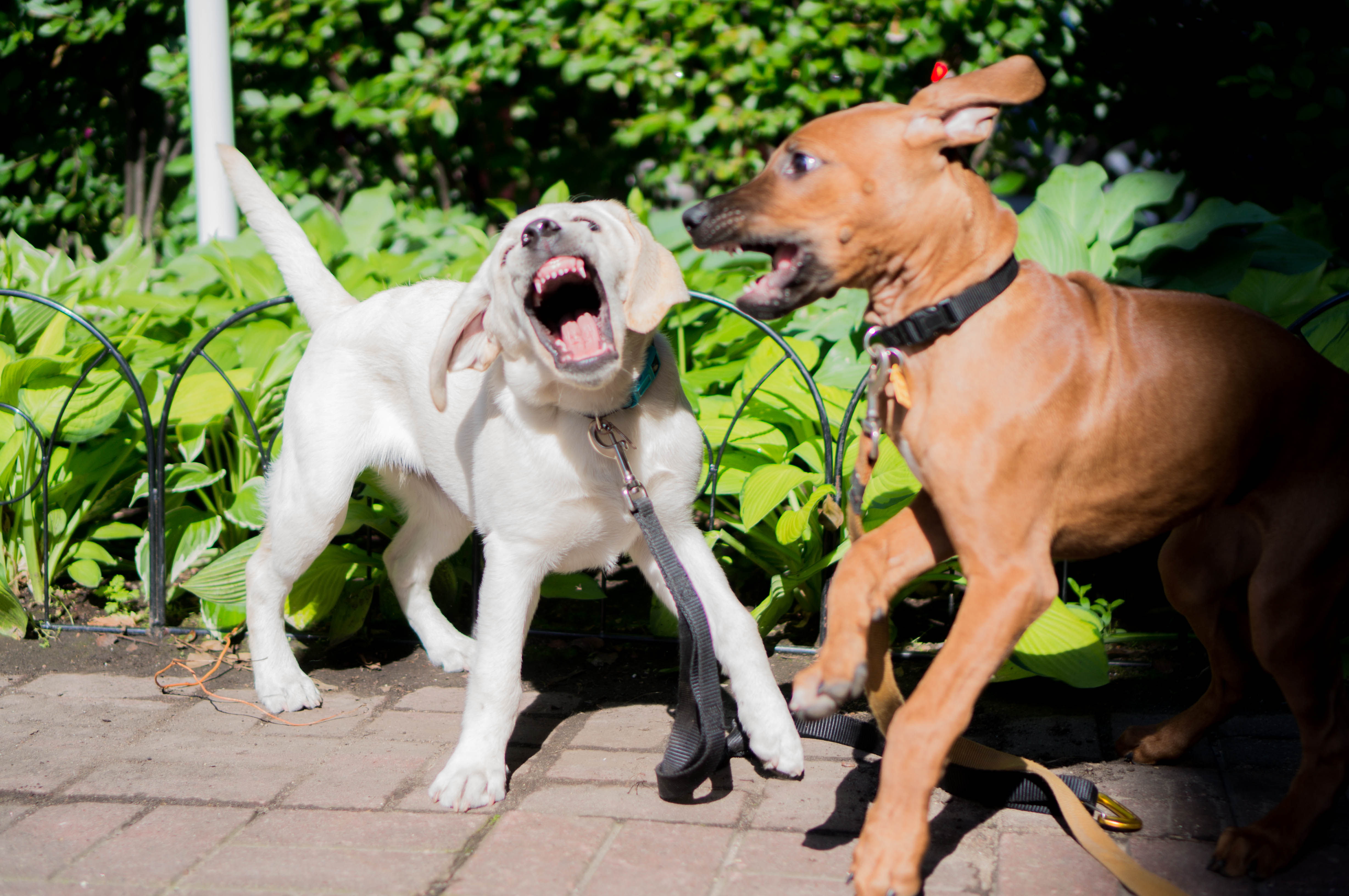 Rhodesian ridgeback, puppy, marking our territory, adventure, chicago