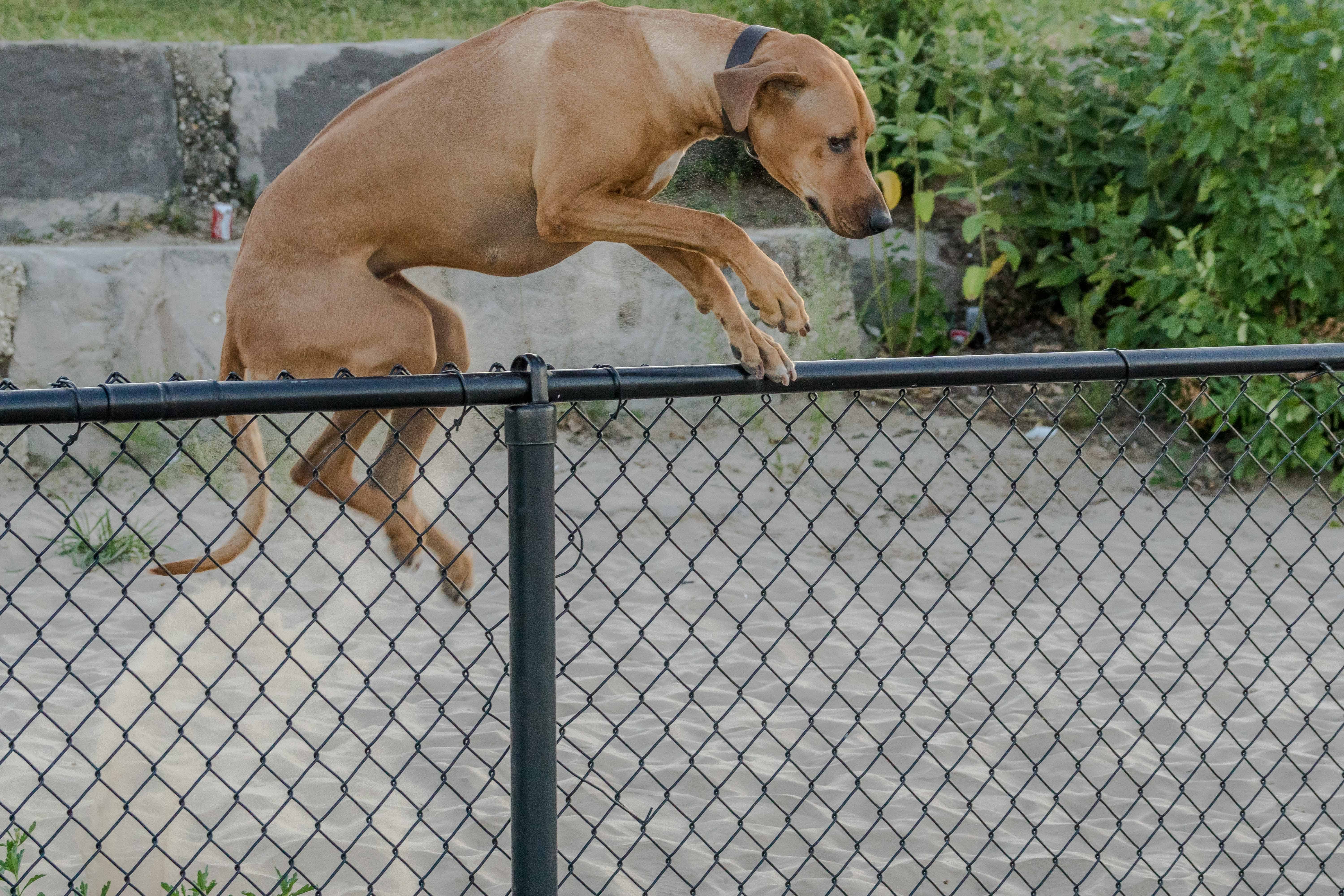 Montrose dog beach, chicago, rhodesian ridgeback, marking our territory, puppy