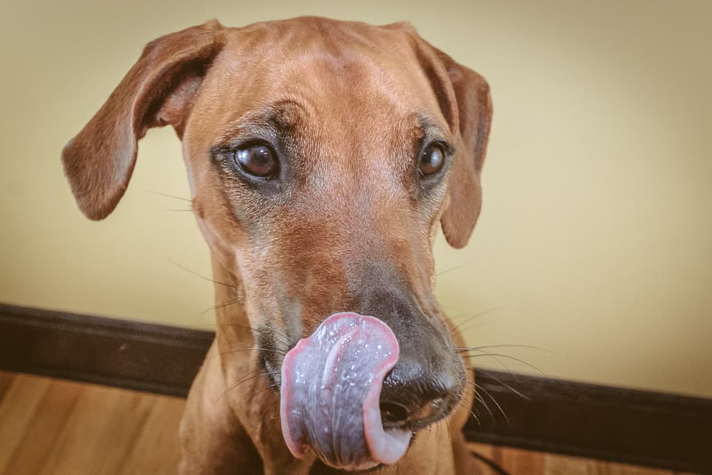 Rhodesian Ridgeback, blog, chicago, puppy, adventure