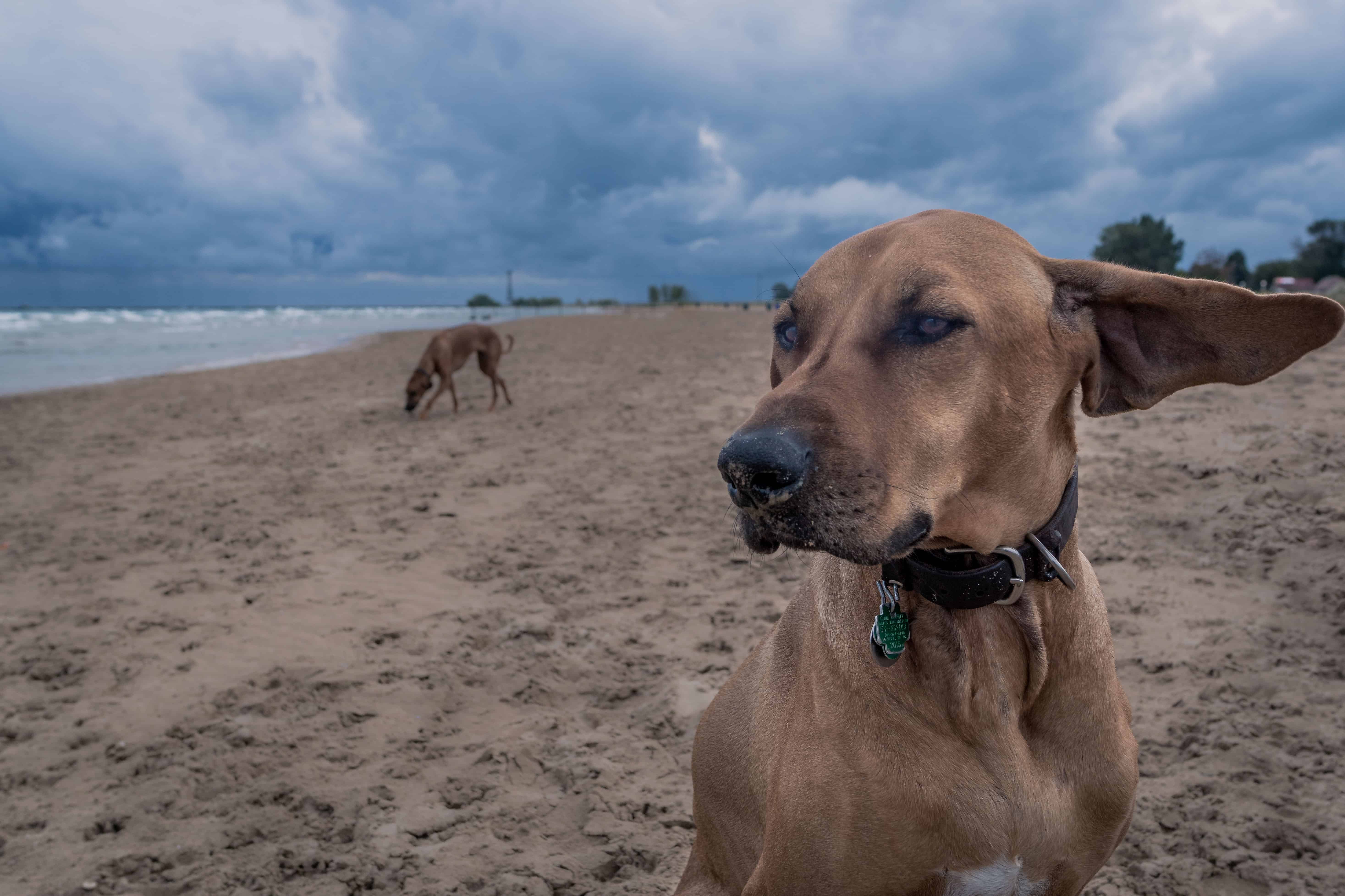 Rhodesian Ridgeback. losing a dog