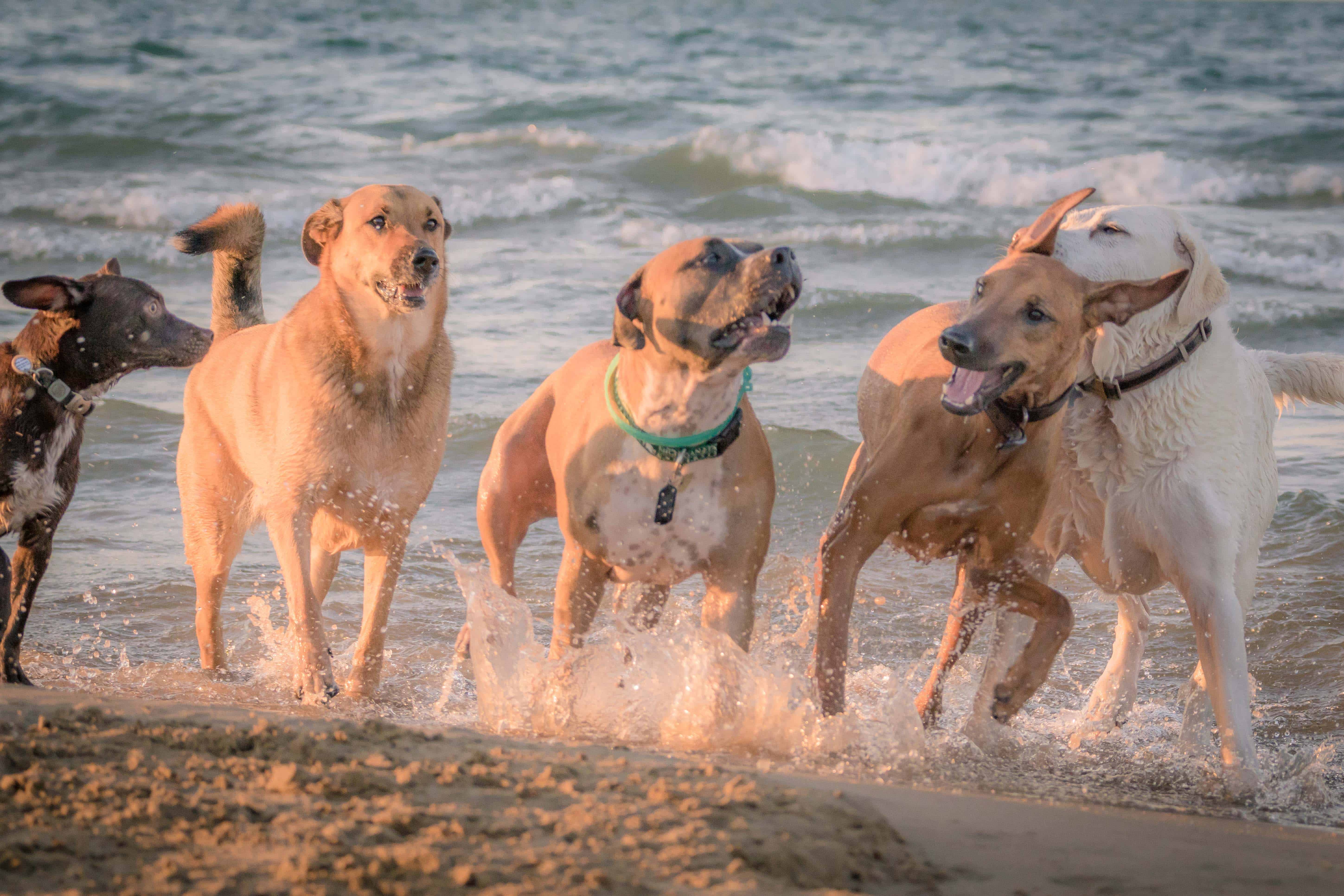 Montrose dog beach, chicago, rhodesian ridgeback, marking our territory, puppy