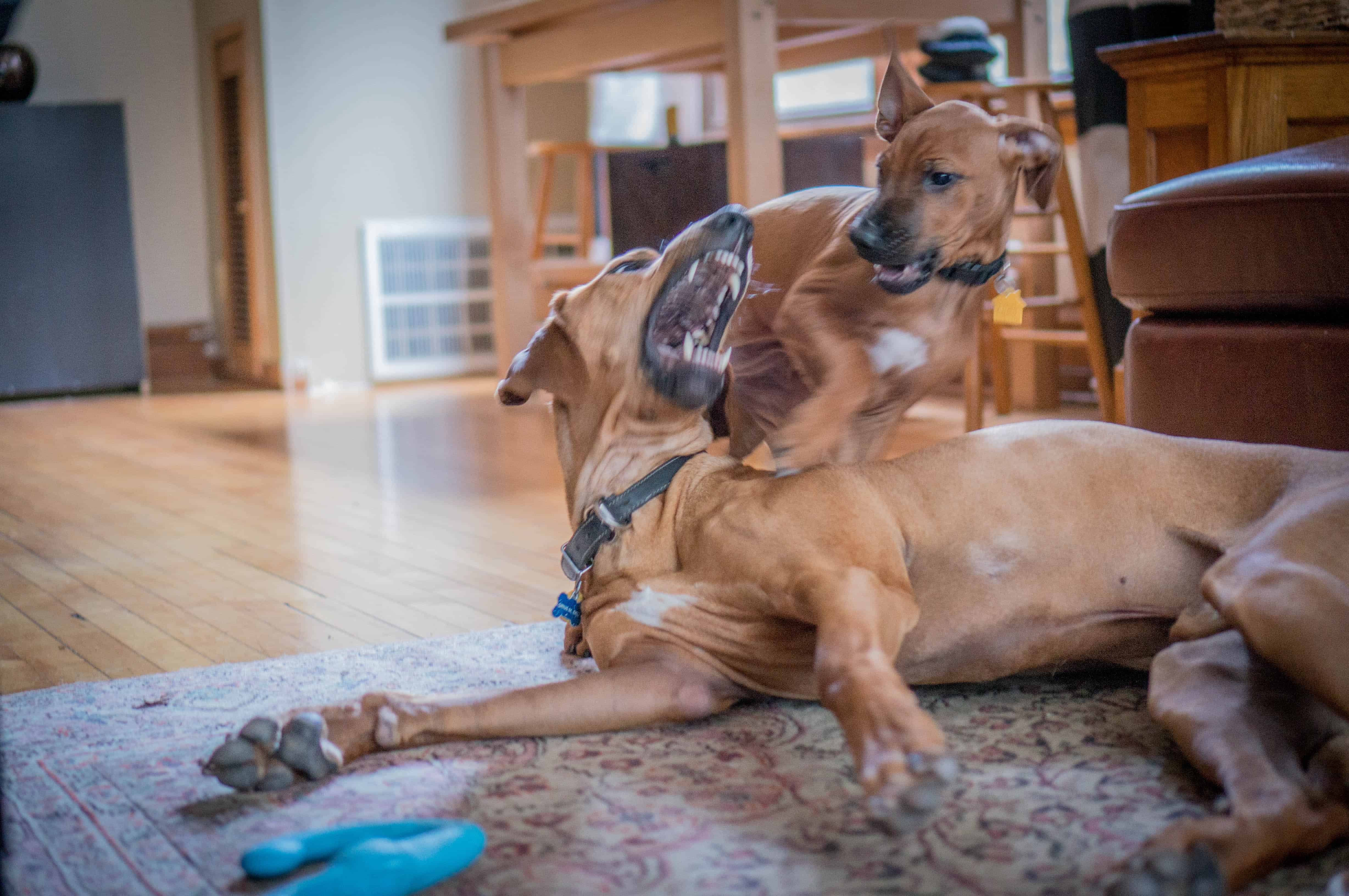 Rhodesian Ridgeback, puppy, marking our territory, dog blog, adventure, chicago