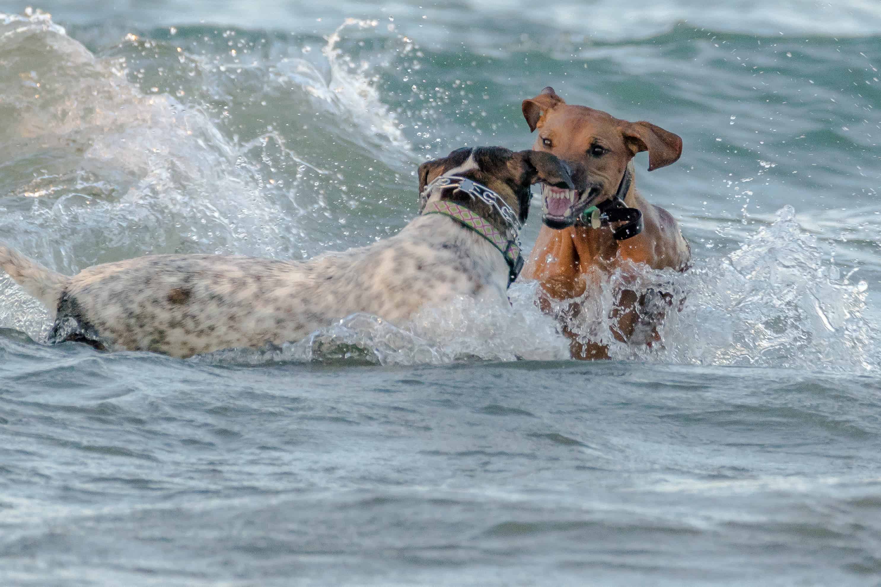 Montrose dog beach, chicago, rhodesian ridgeback, marking our territory, puppy