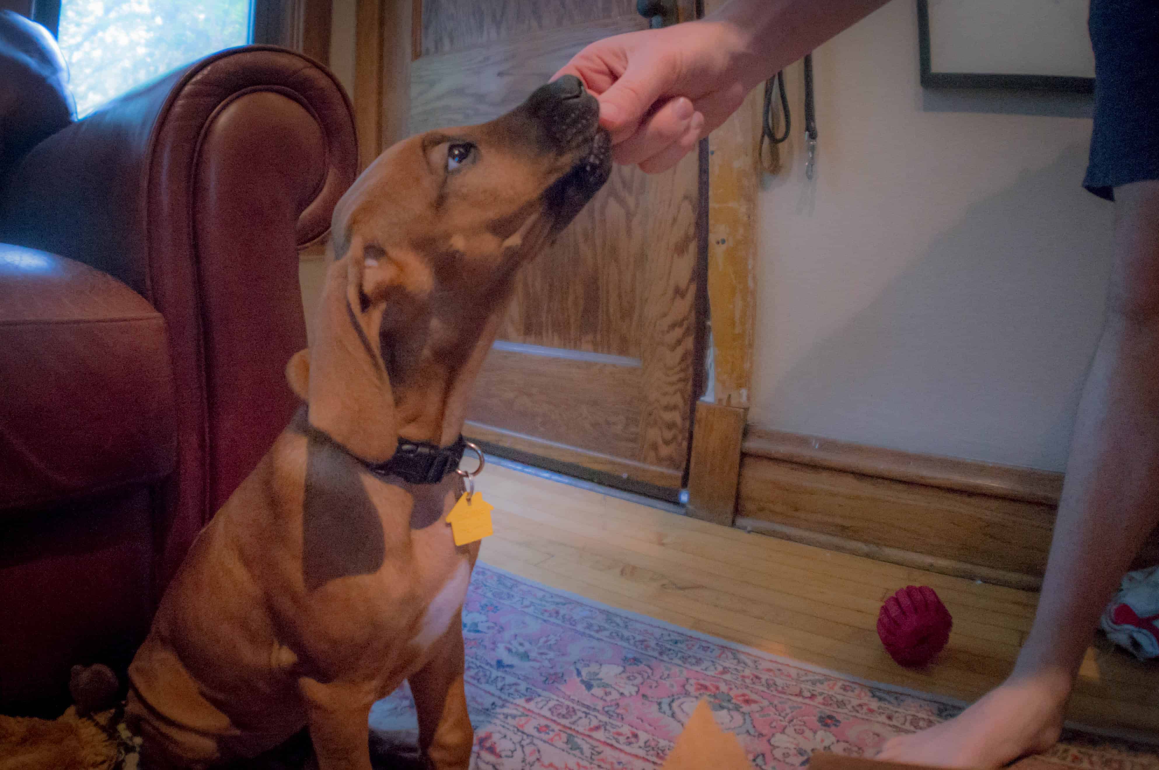 Rhodesian Ridgeback, puppy, marking our territory, dog blog, adventure, chicago