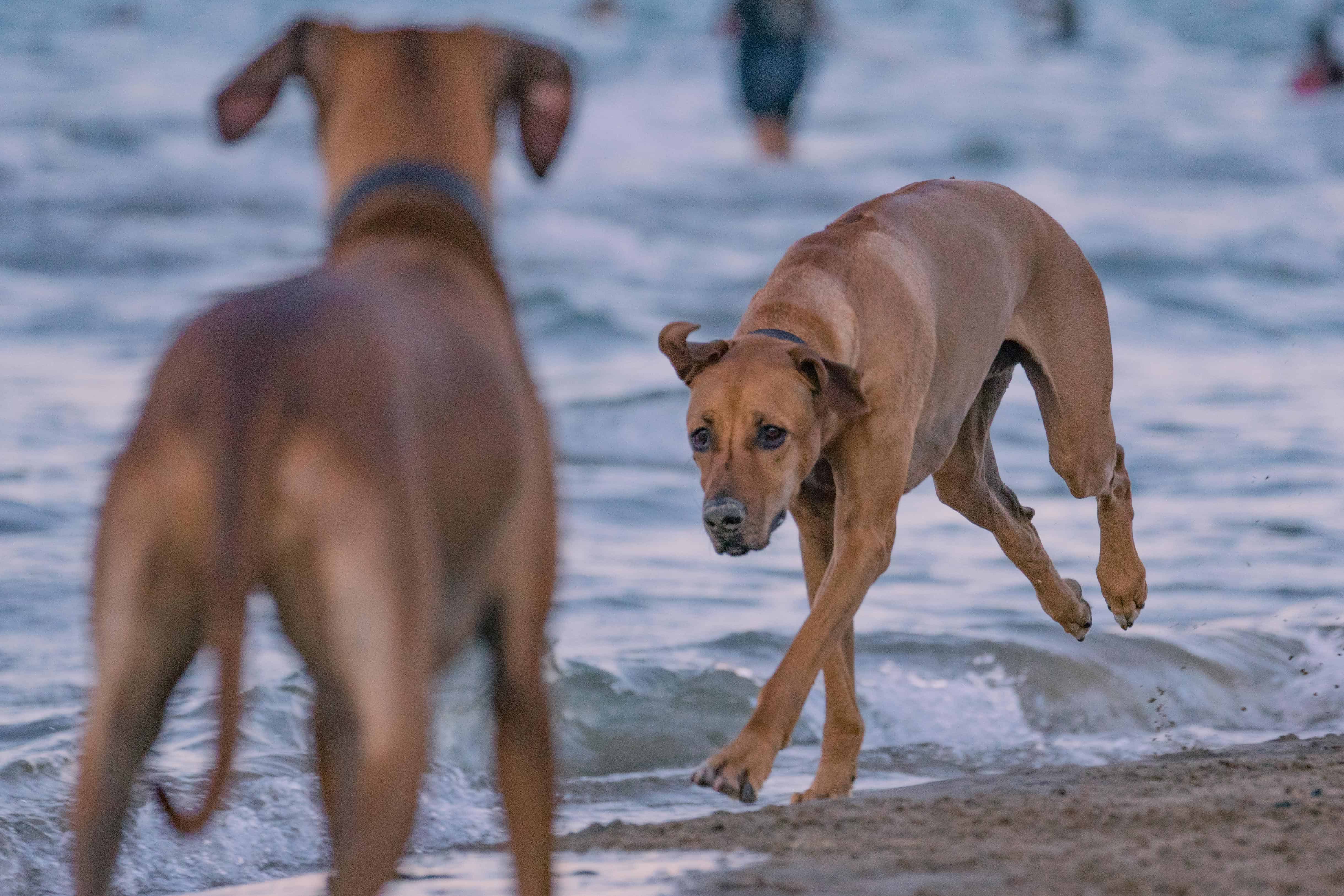 Montrose dog beach, chicago, rhodesian ridgeback, marking our territory, puppy