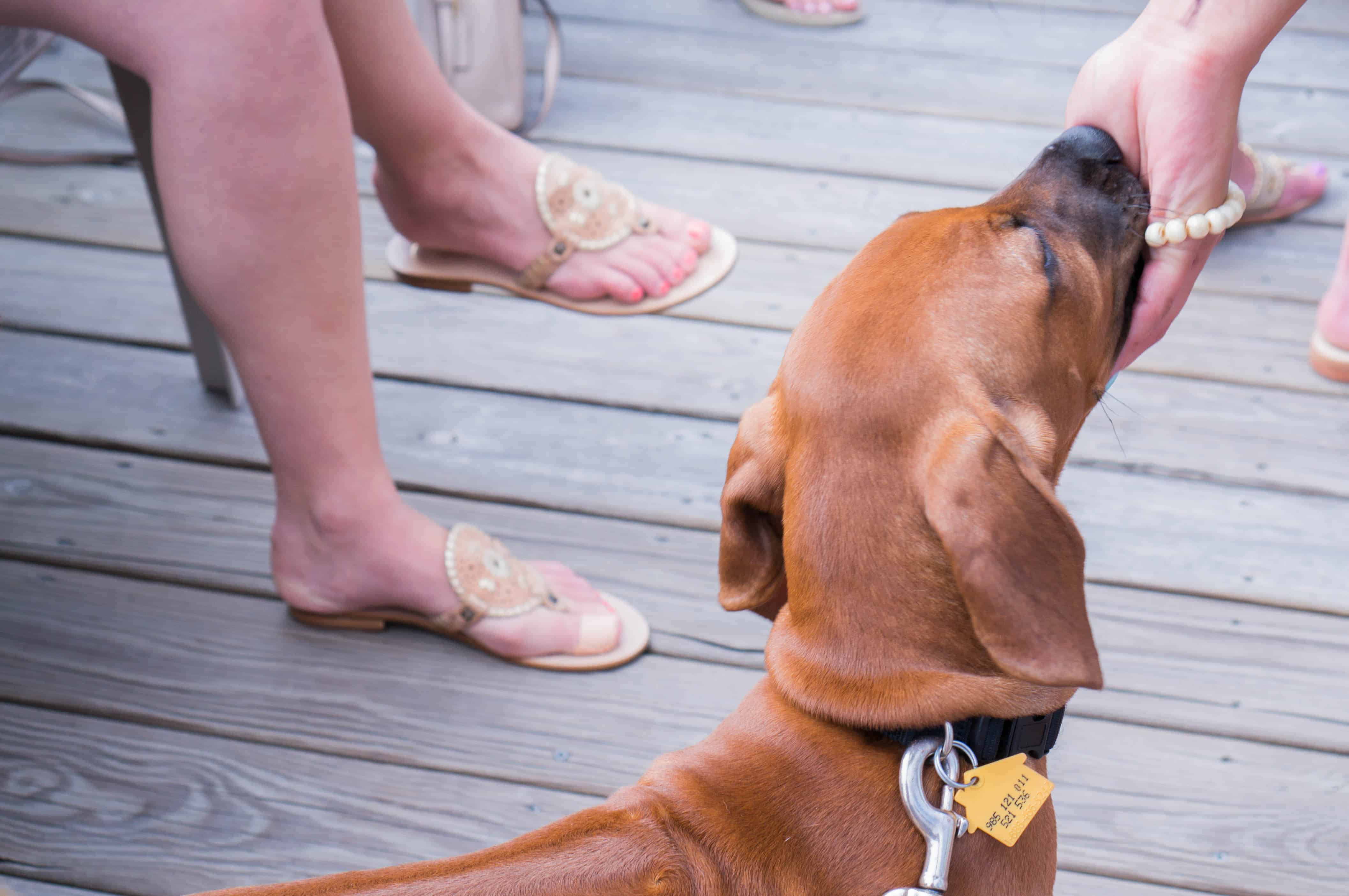 Rhodesian Ridgeback, puppy, marking our territory, dog blog, adventure, chicago