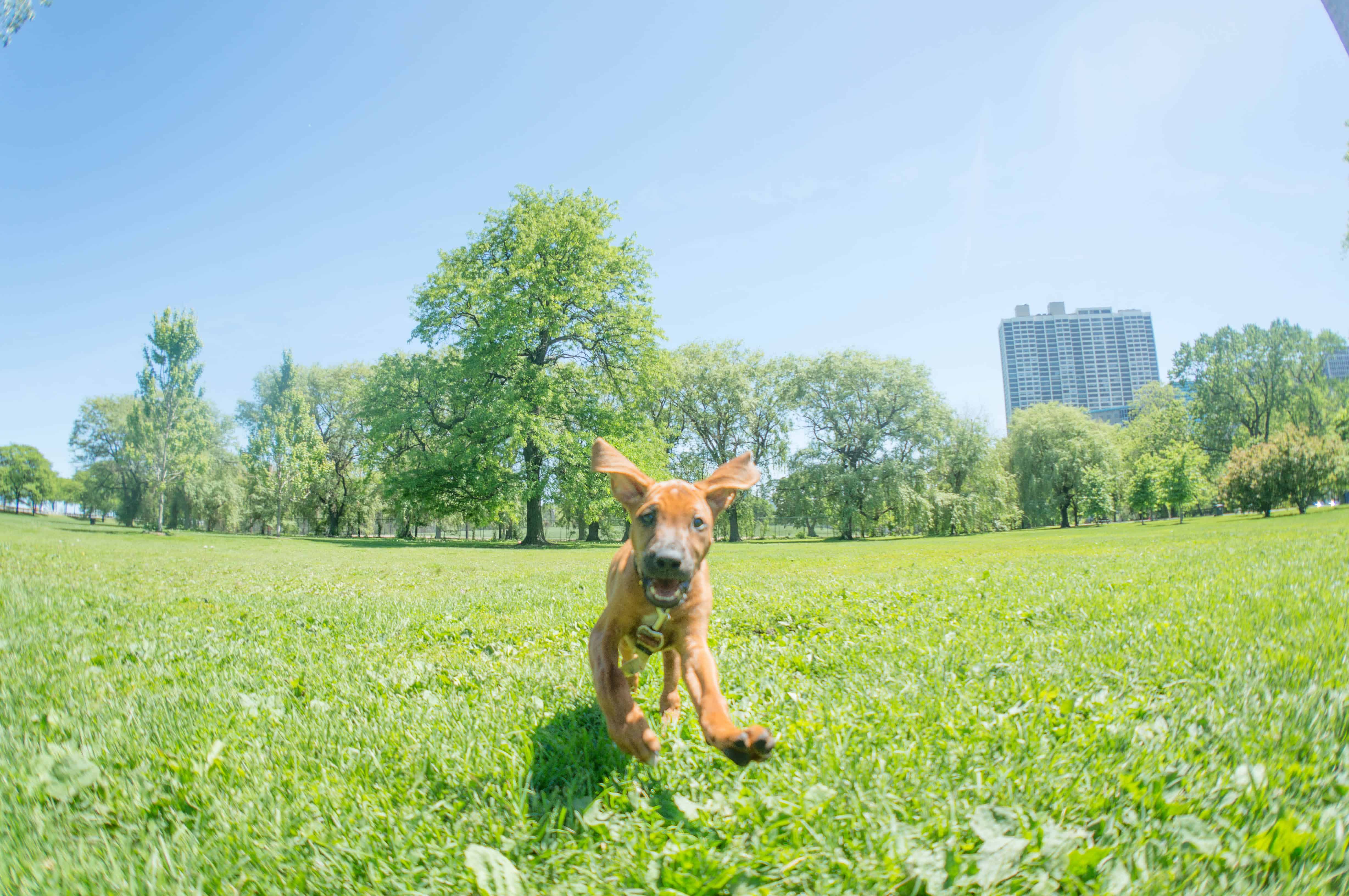 Rhodesian Ridgeback, puppy, marking our territory, dog blog, adventure, chicago