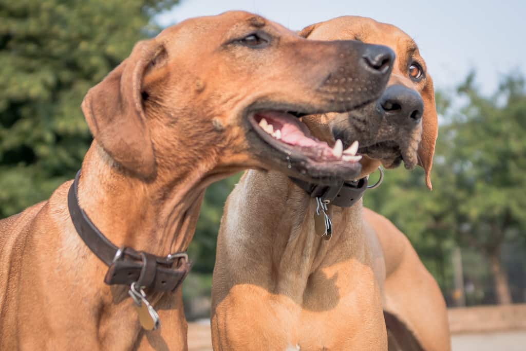 Rhodesian Ridgeback, blog, puppy, adventure, chicago