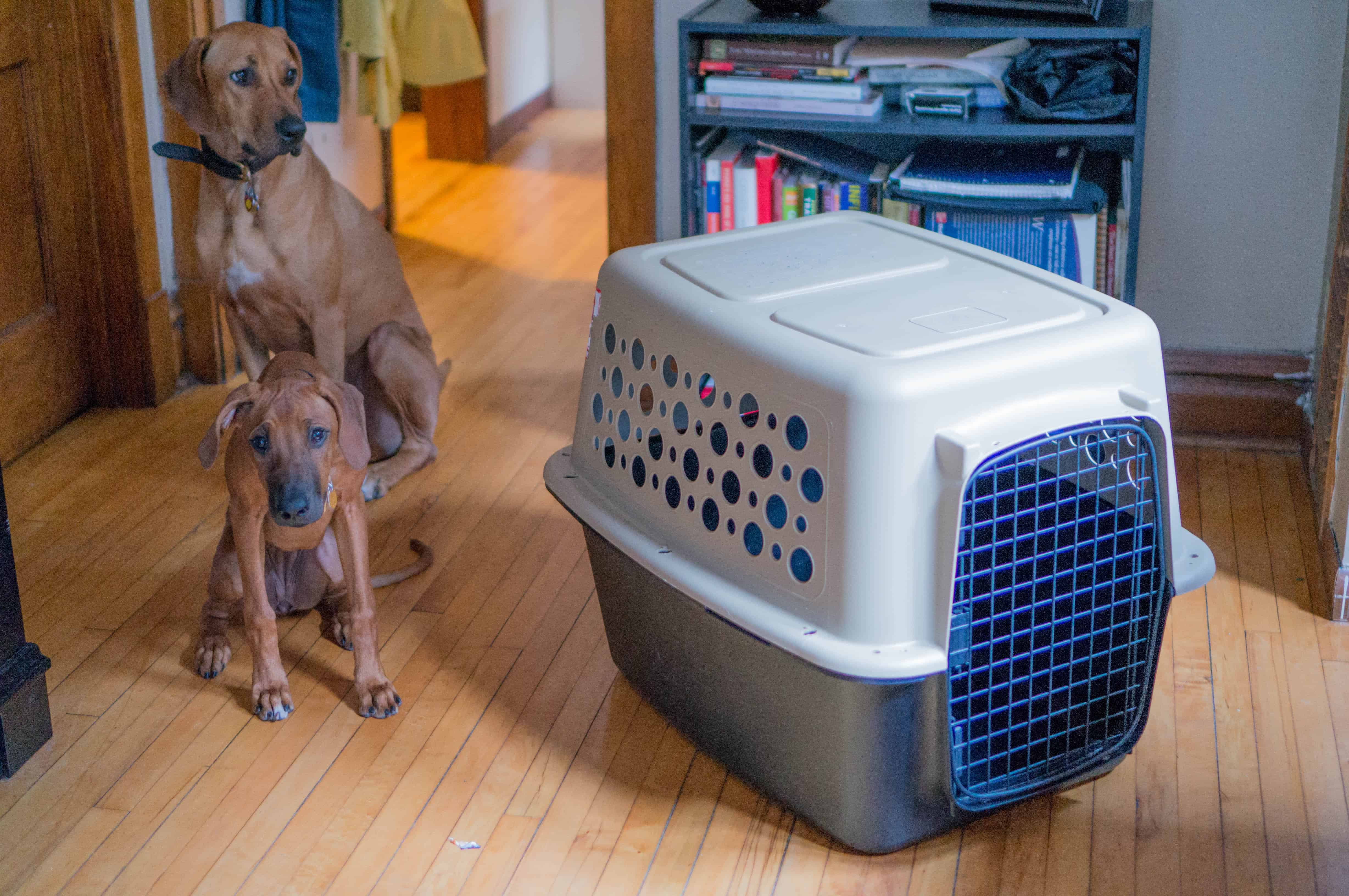 Rhodesian Ridgeback puppy, adventure, marking our territory, blog, dogs, photo