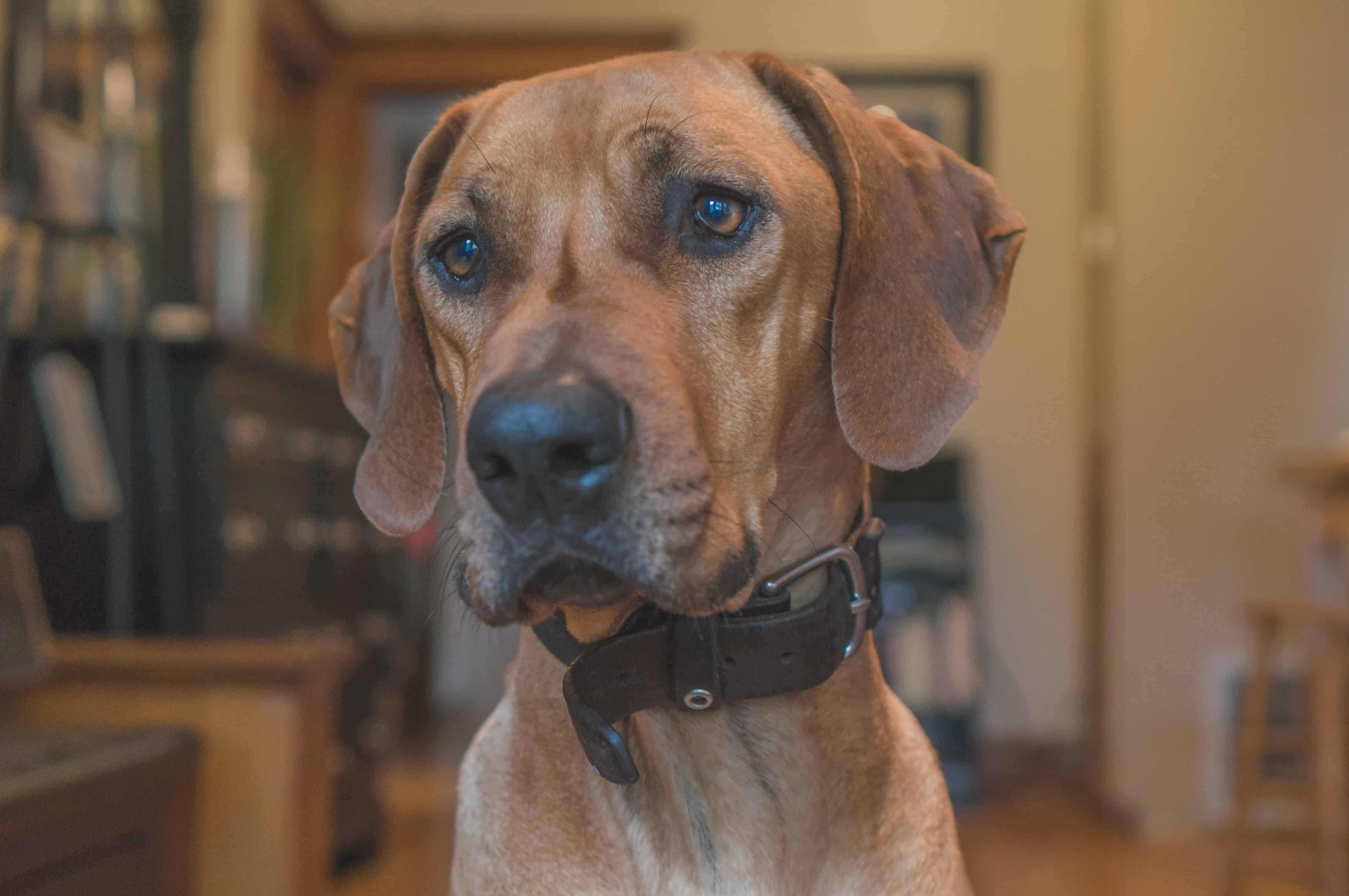 Rhodesian Ridgeback, cute, puppy, chicago, adventure, marking our territory