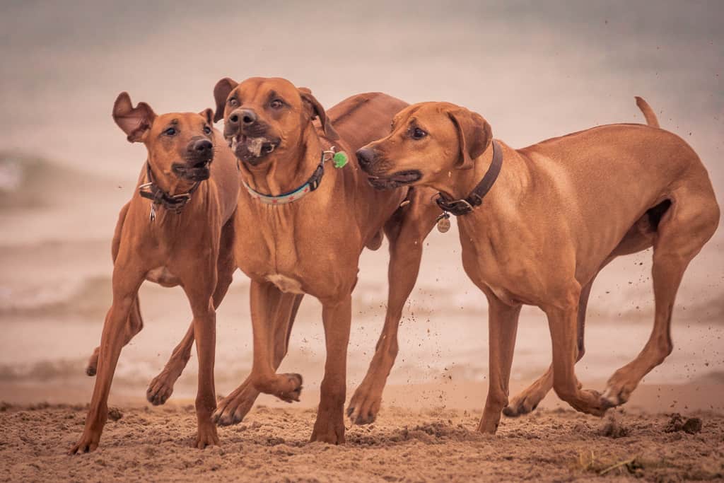 Rhodesian Ridgeback, chicago, blog, montrose dog beach, adventure, puppy