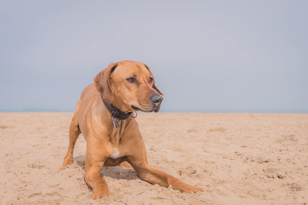 Rhodesian Ridgeback, montrose dog beach, blog, chicago, adventure