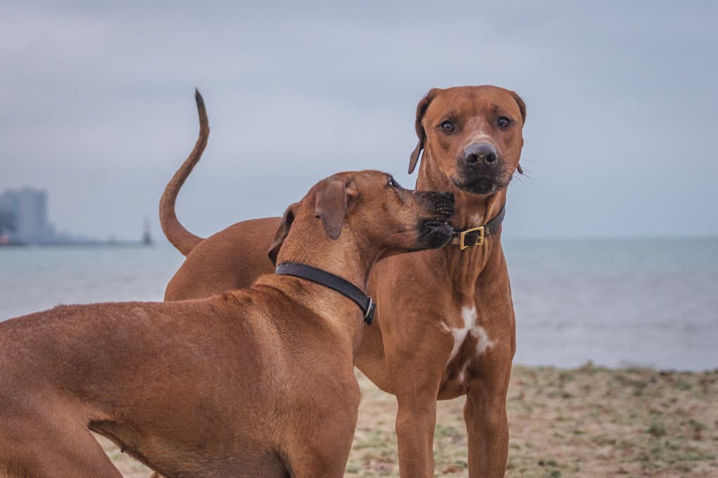 Rhodesian Ridgeback, Marking Our Territory, Chicago, Montrose Dog Beach, Adventure, Instagram