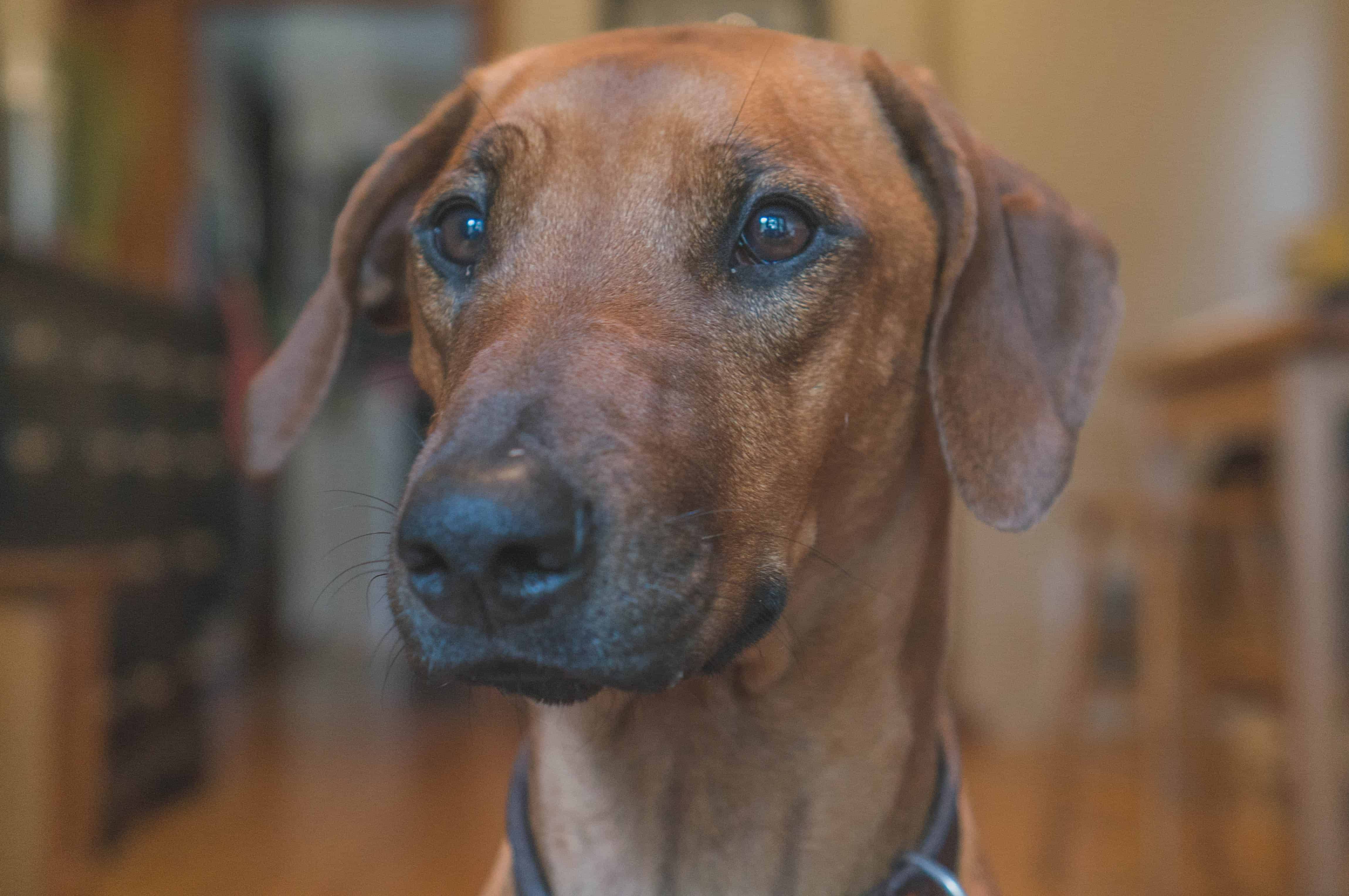 Rhodesian Ridgeback, cute, puppy, chicago, adventure, marking our territory