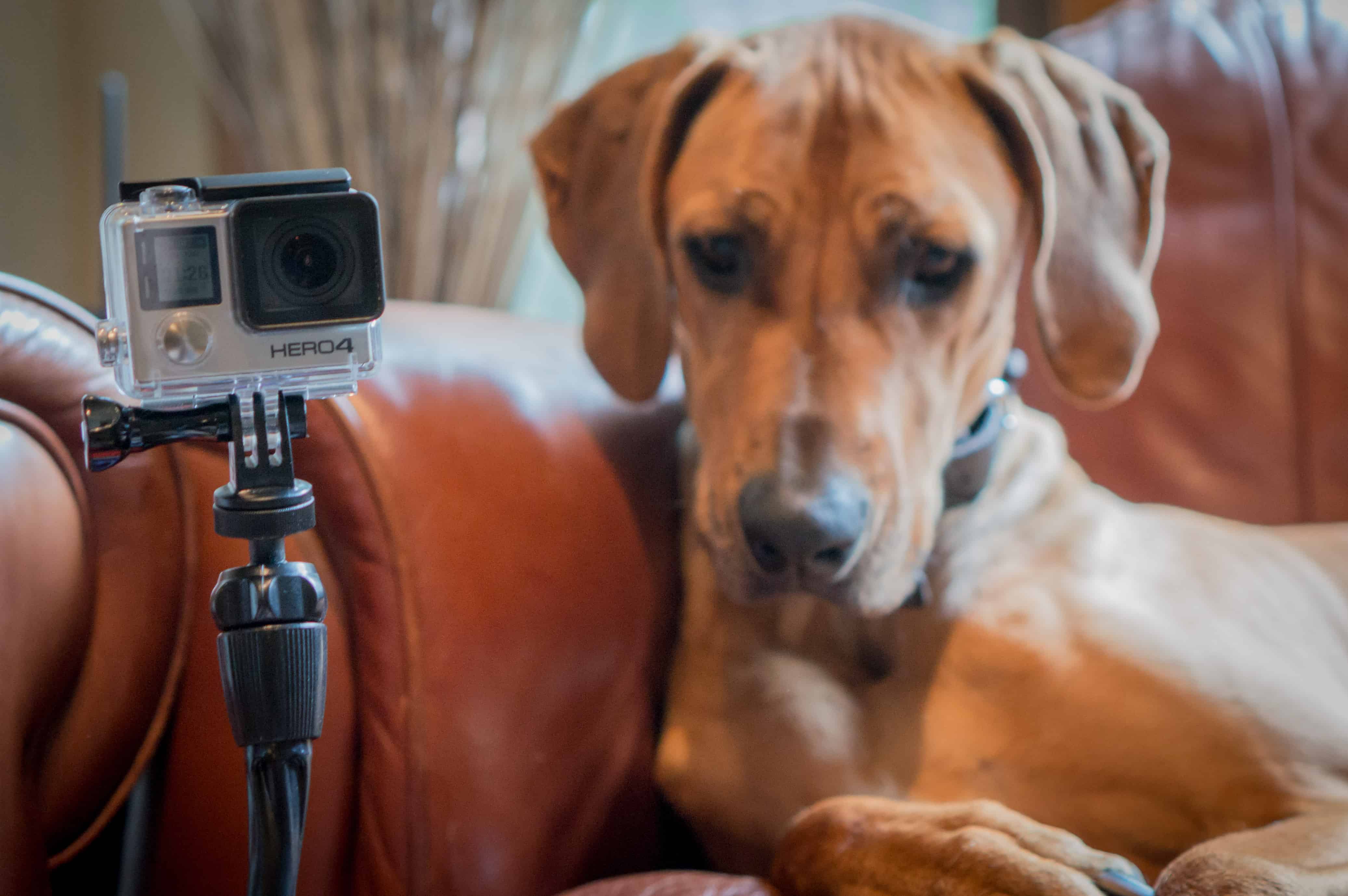 Rhodesian Ridgeback, cute, puppy, chicago, adventure, marking our territory