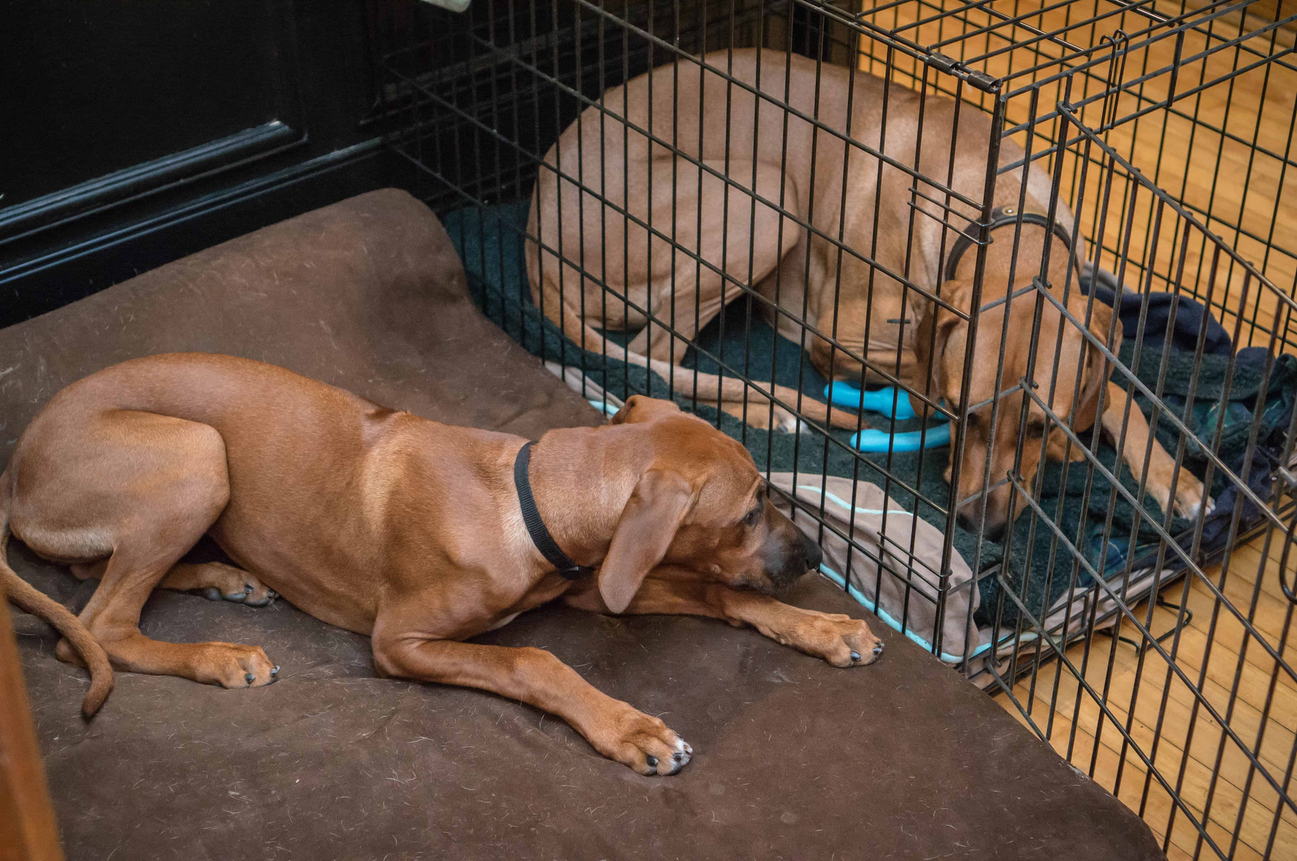 Rhodesian Ridgeback puppy, adventure, marking our territory, blog, dogs, photo