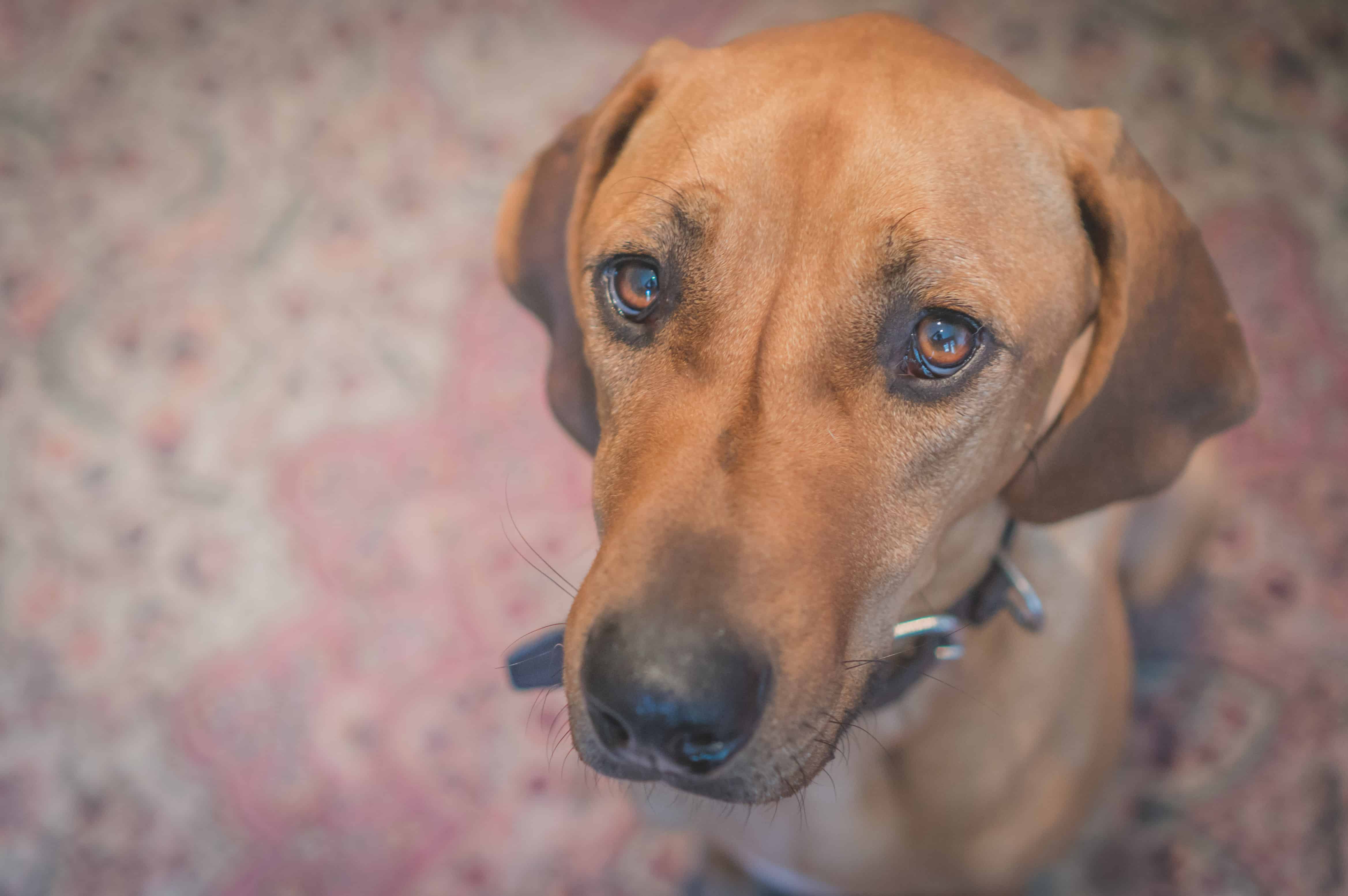 Rhodesian Ridgeback, cute, puppy, chicago, adventure, marking our territory