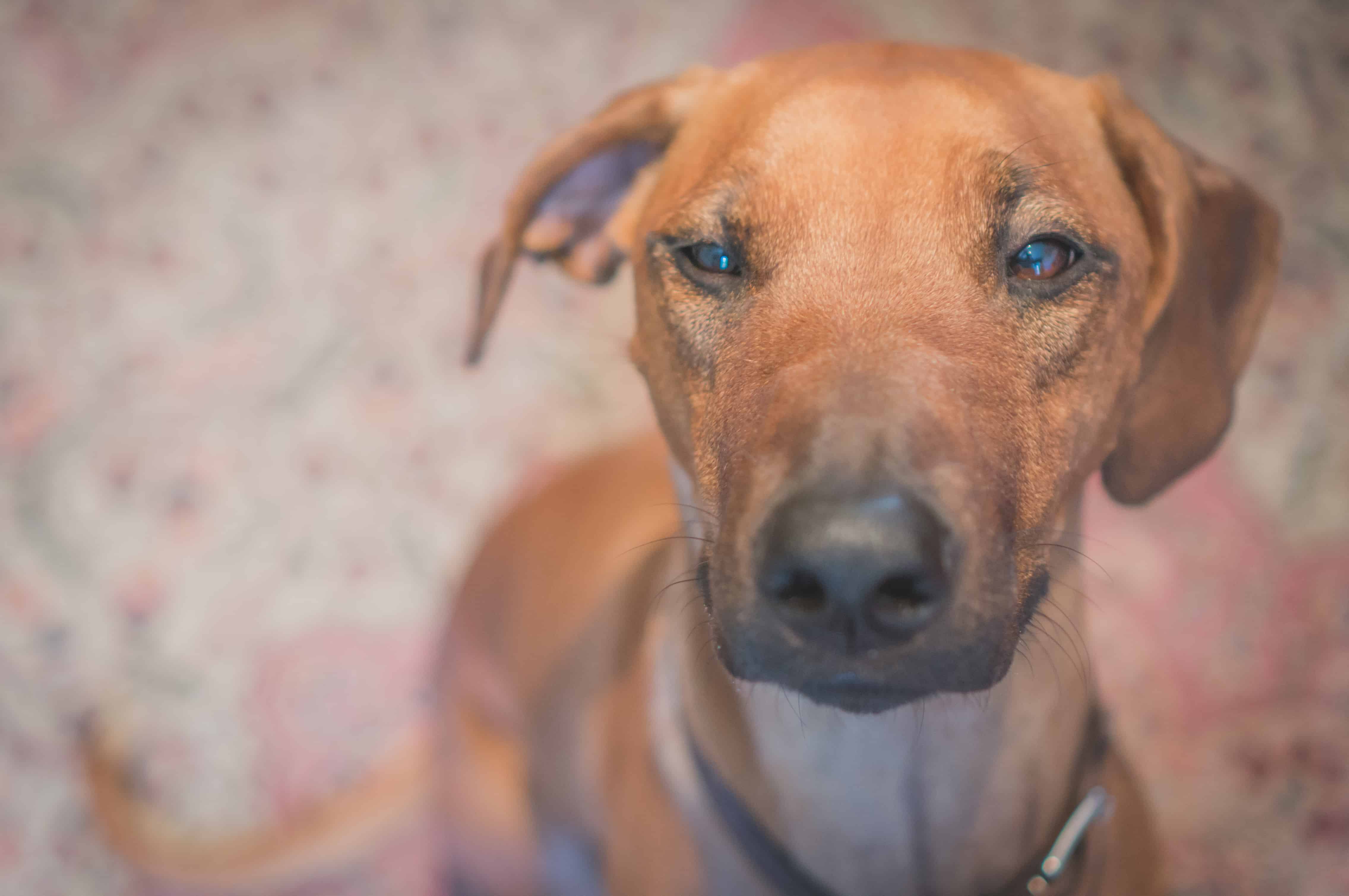 Rhodesian Ridgeback, cute, puppy, chicago, adventure, marking our territory