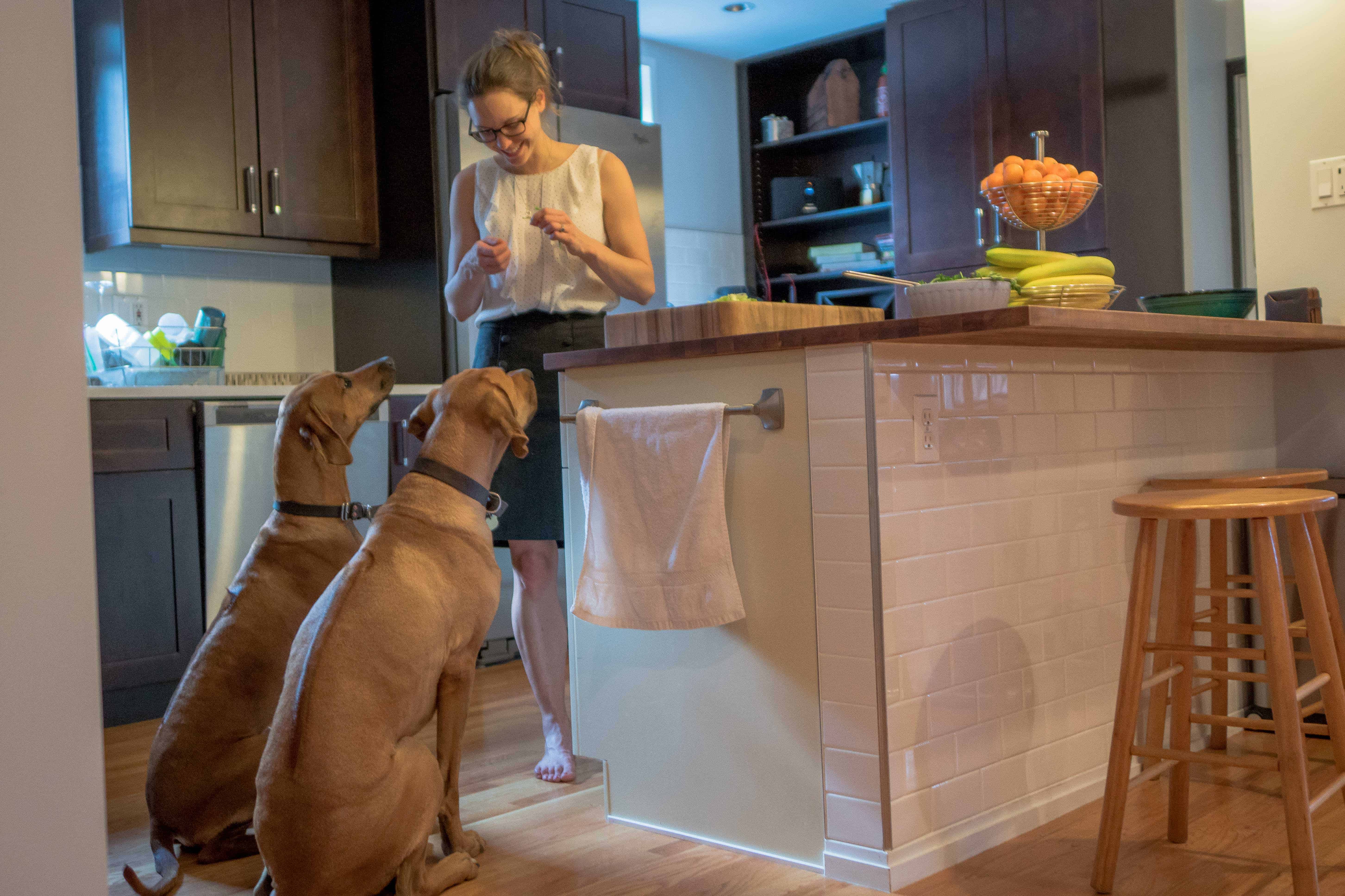 Rhodesian Ridgeback, chicago, puppy, adventure,. cute