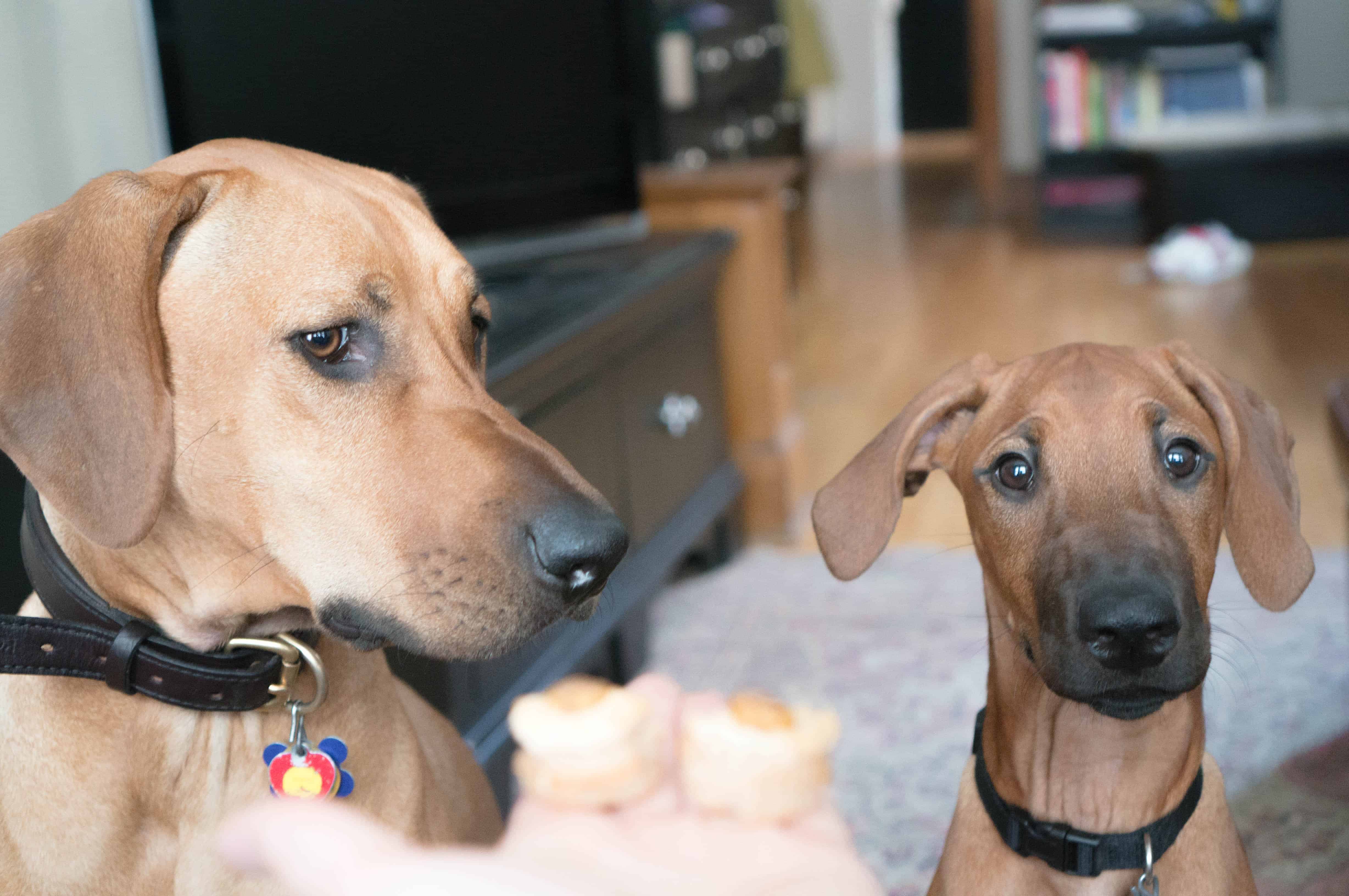 Rhodesian Ridgeback puppy, adventure, marking our territory, blog, dogs, photo