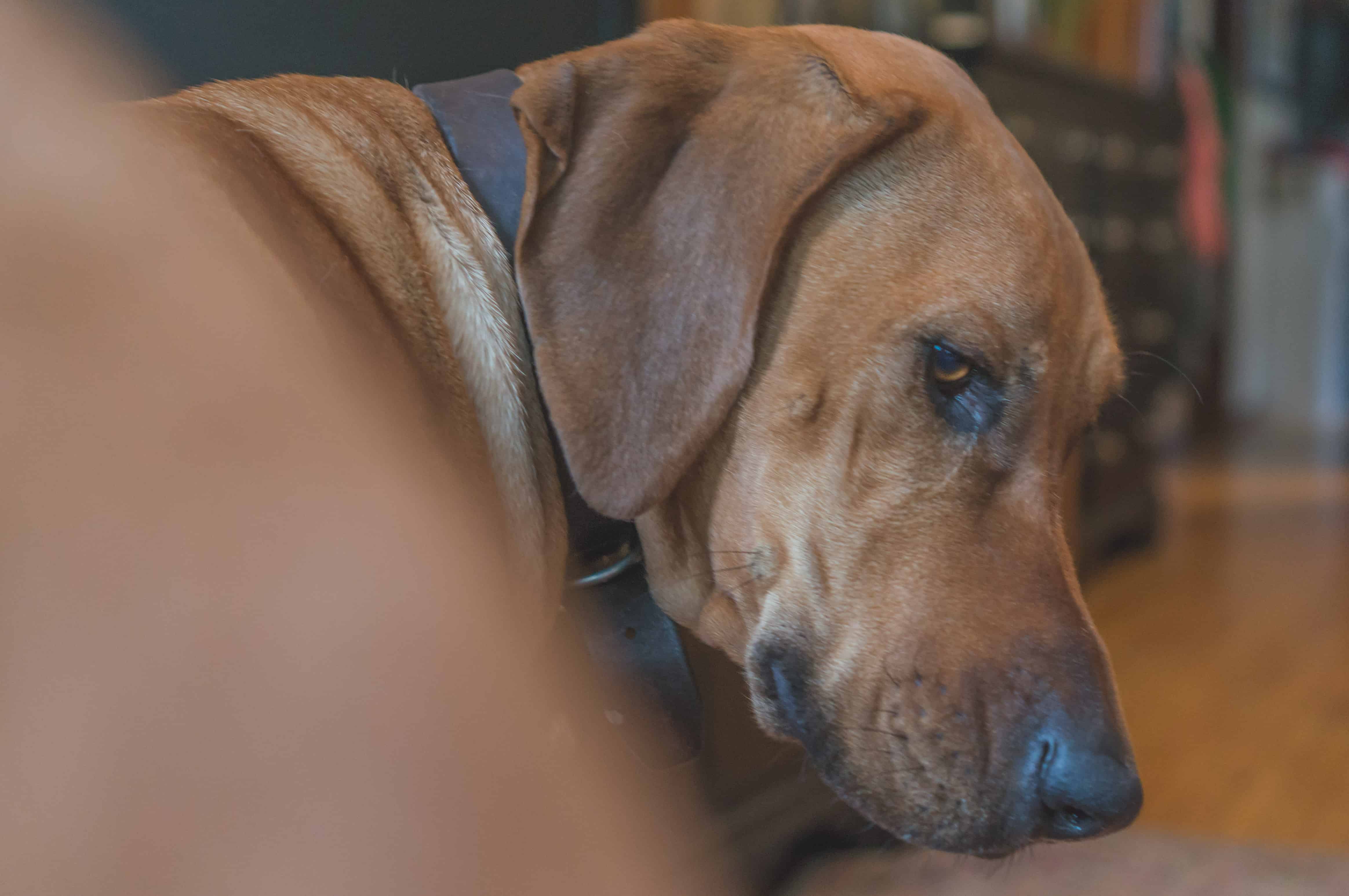 Rhodesian Ridgeback, cute, puppy, chicago, adventure, marking our territory