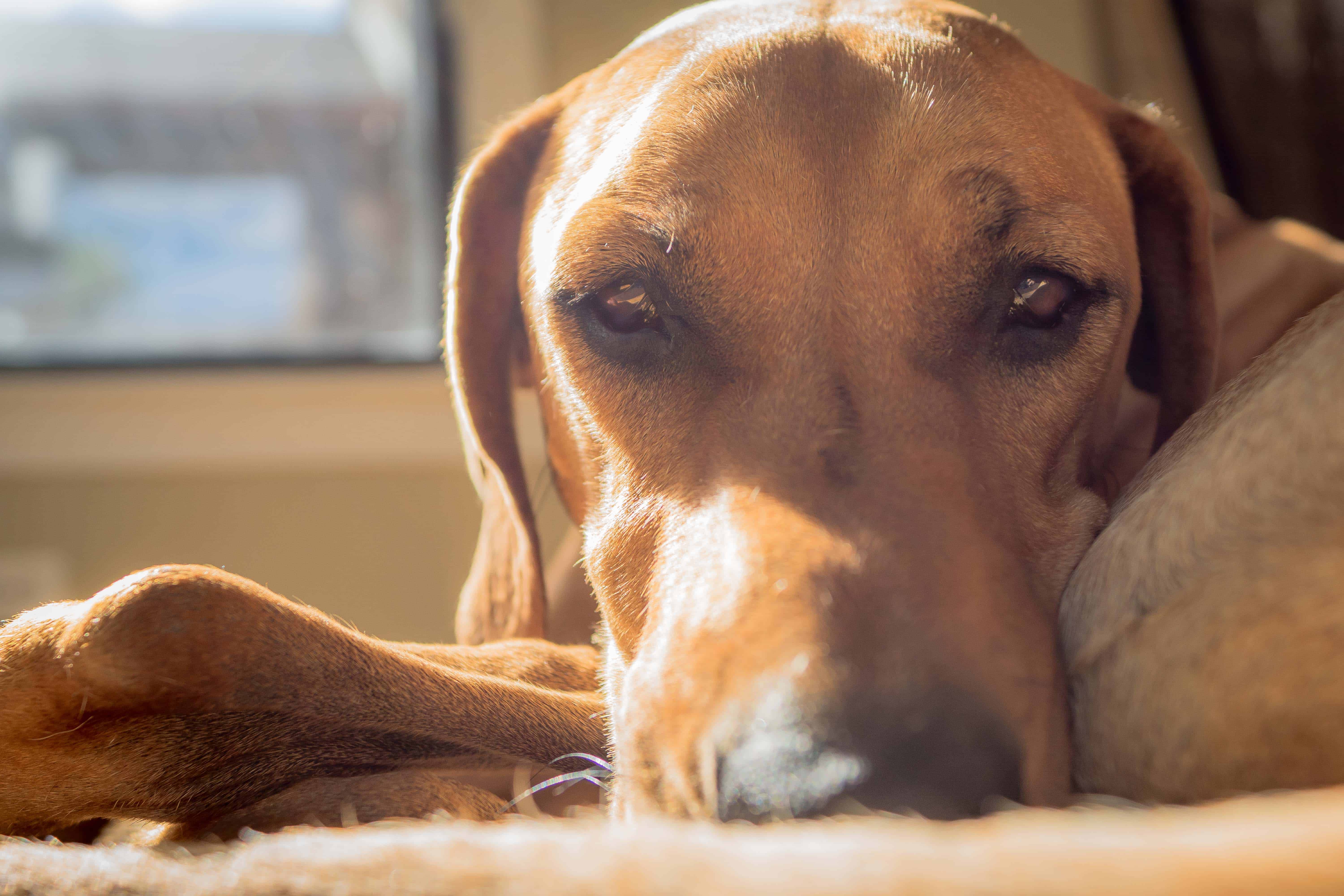 Rhodesian Ridgeback, chicago, puppy, adventure,. cute