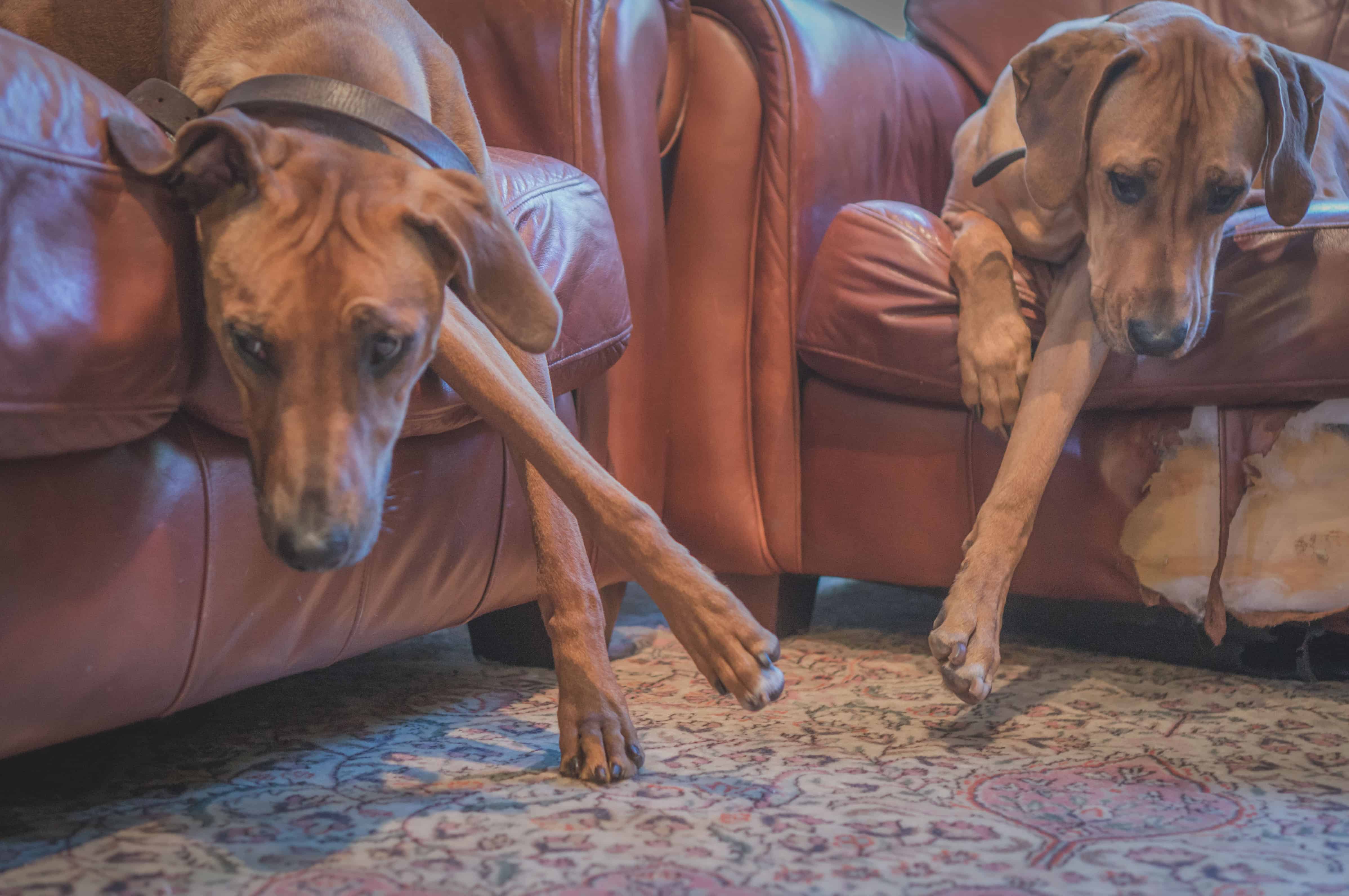 Rhodesian Ridgeback, cute, puppy, chicago, adventure, marking our territory