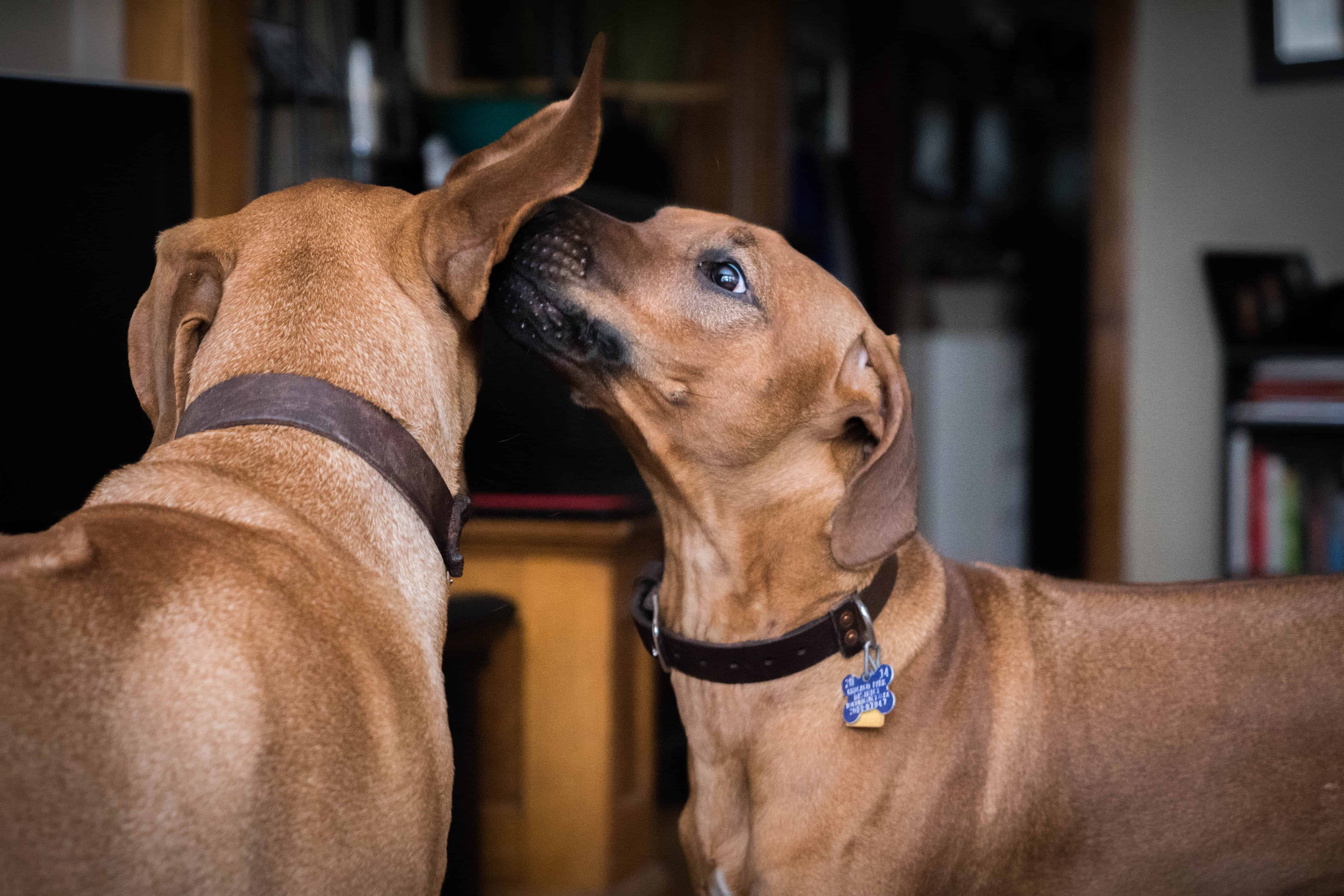 Rhodesian Ridgeback, puppy, chicago, dogs, marking our territory