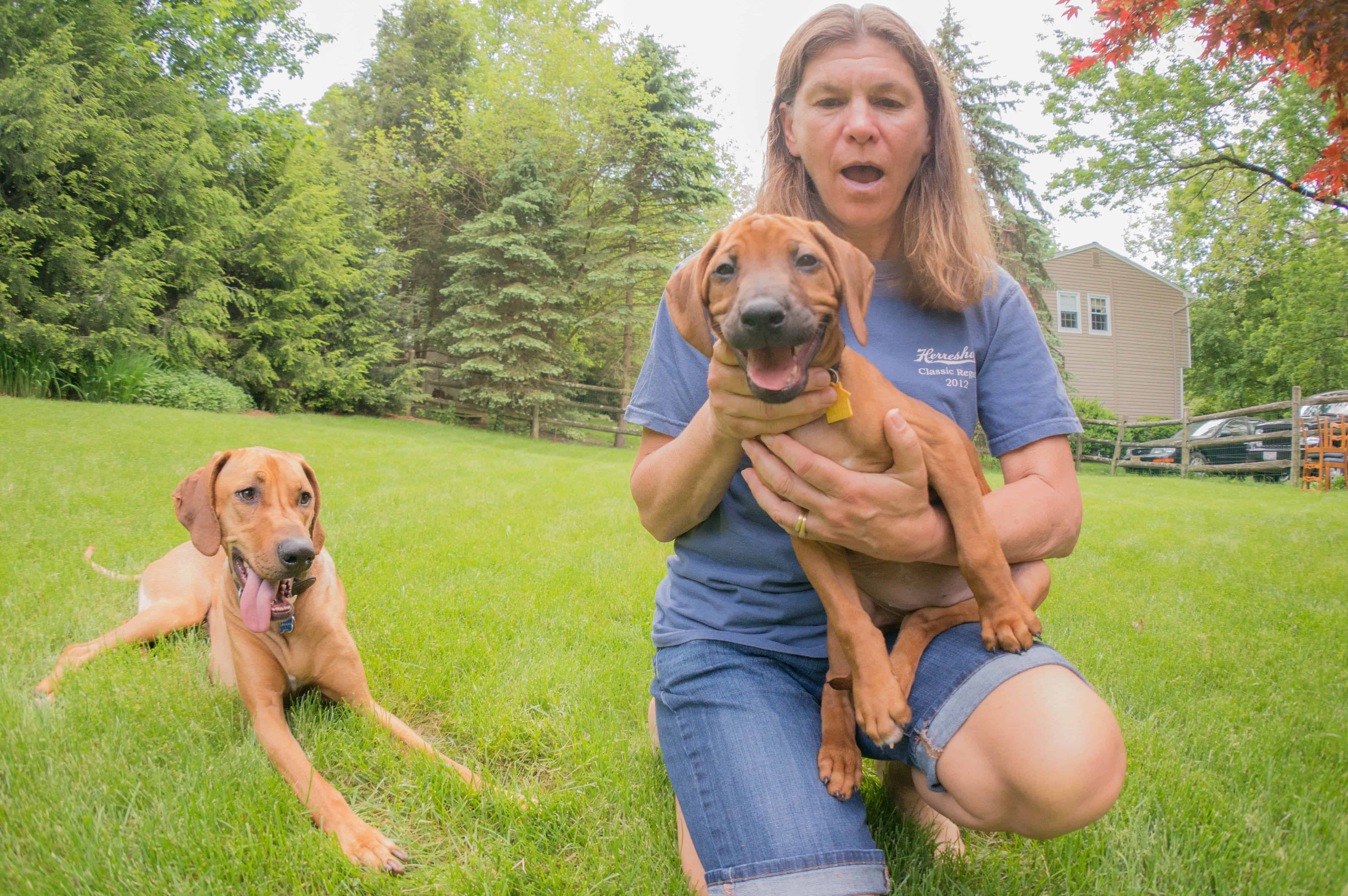 Rhodesian Ridgeback, puppy, blog, marking our territory, penny, chicago