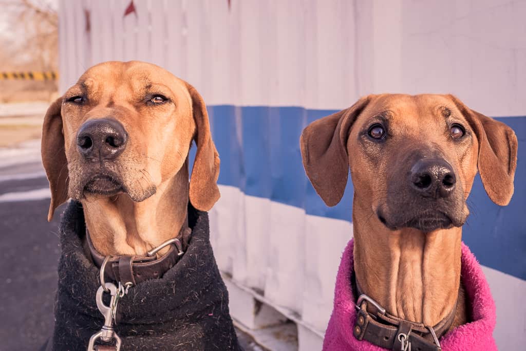 Rhodesian Ridgeback, blog, chicago, adventure