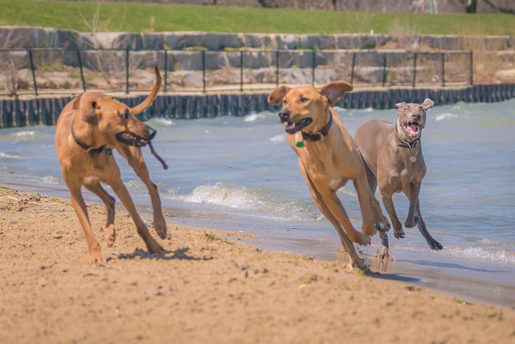 Rhodesian Ridgeback, blog, montrose dog beach, chicago, adventure