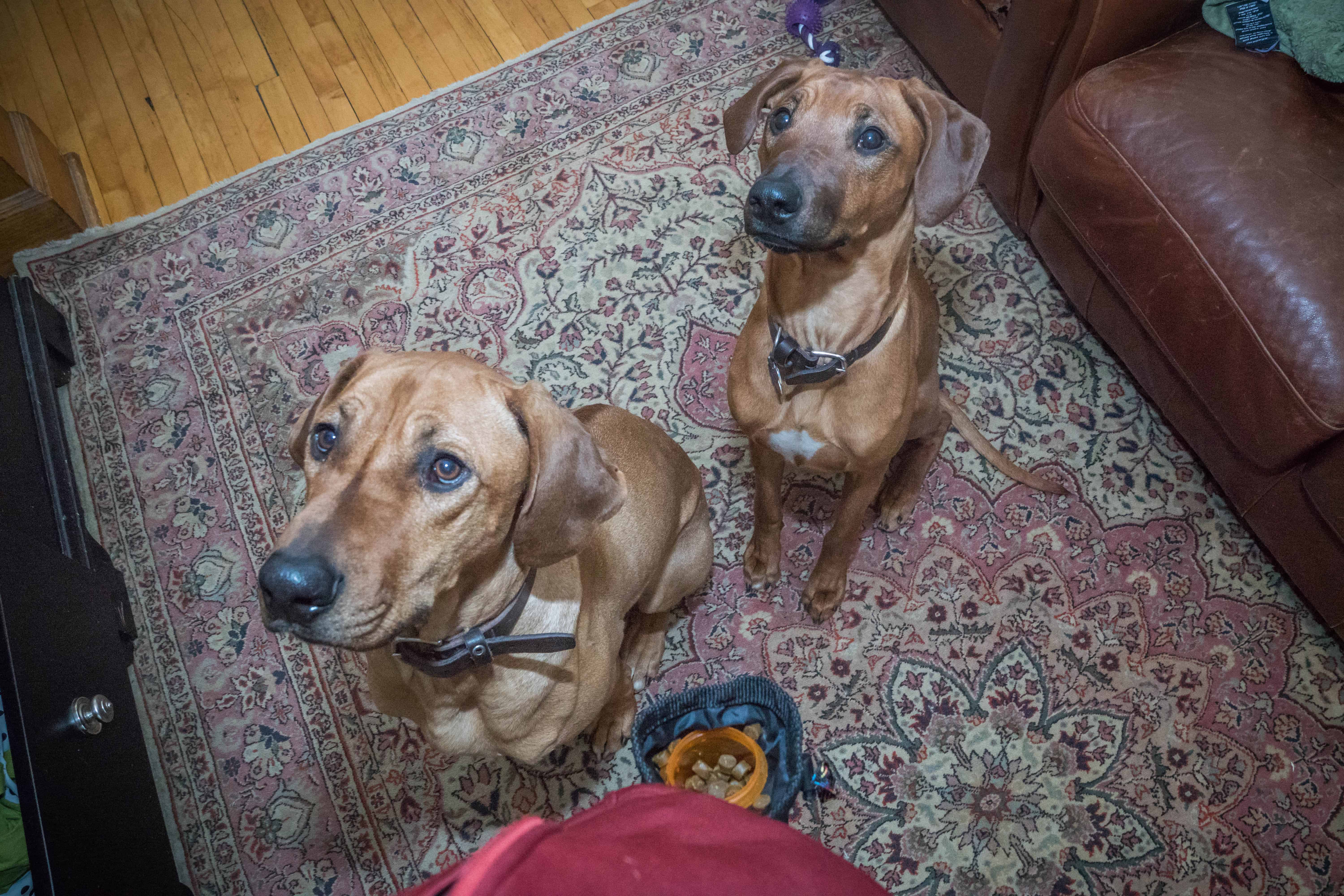 Rhodesian Ridgeback, puppy, chicago, dogs, marking our territory