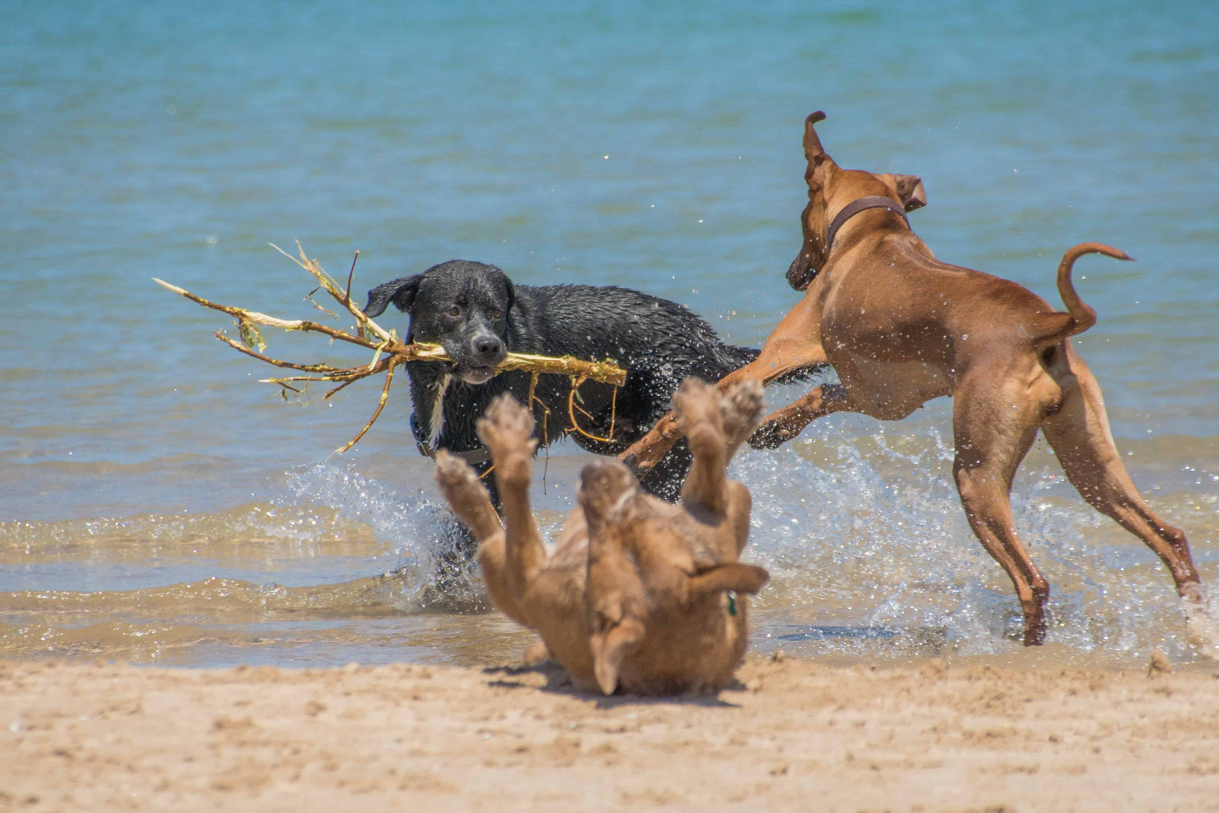 Rhodesian Ridgeback, puppy, chicago, montrose dog beach, adventure 