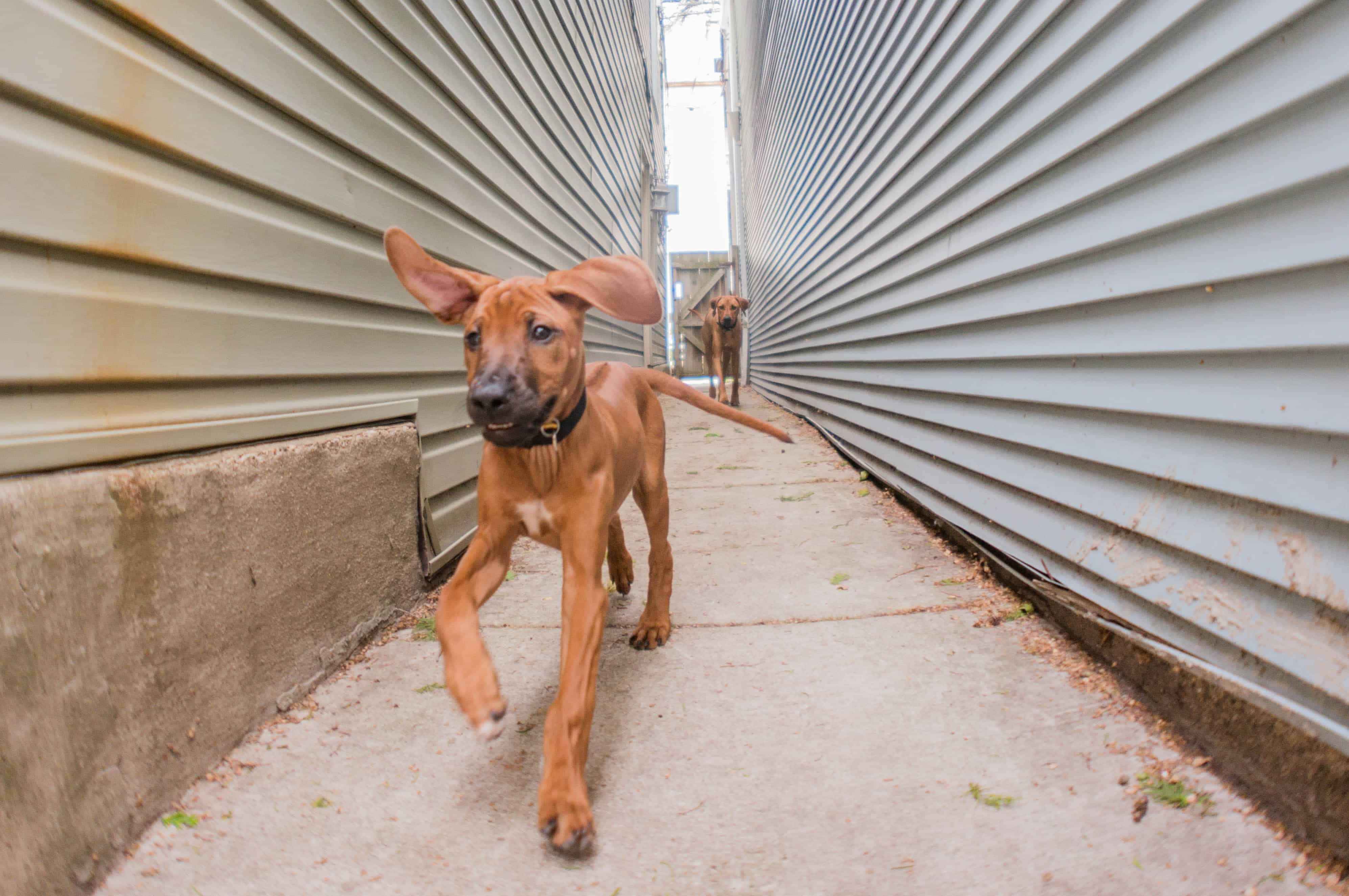 Rhodesian Ridgeback, puppy, blog, marking our territory, penny, chicago