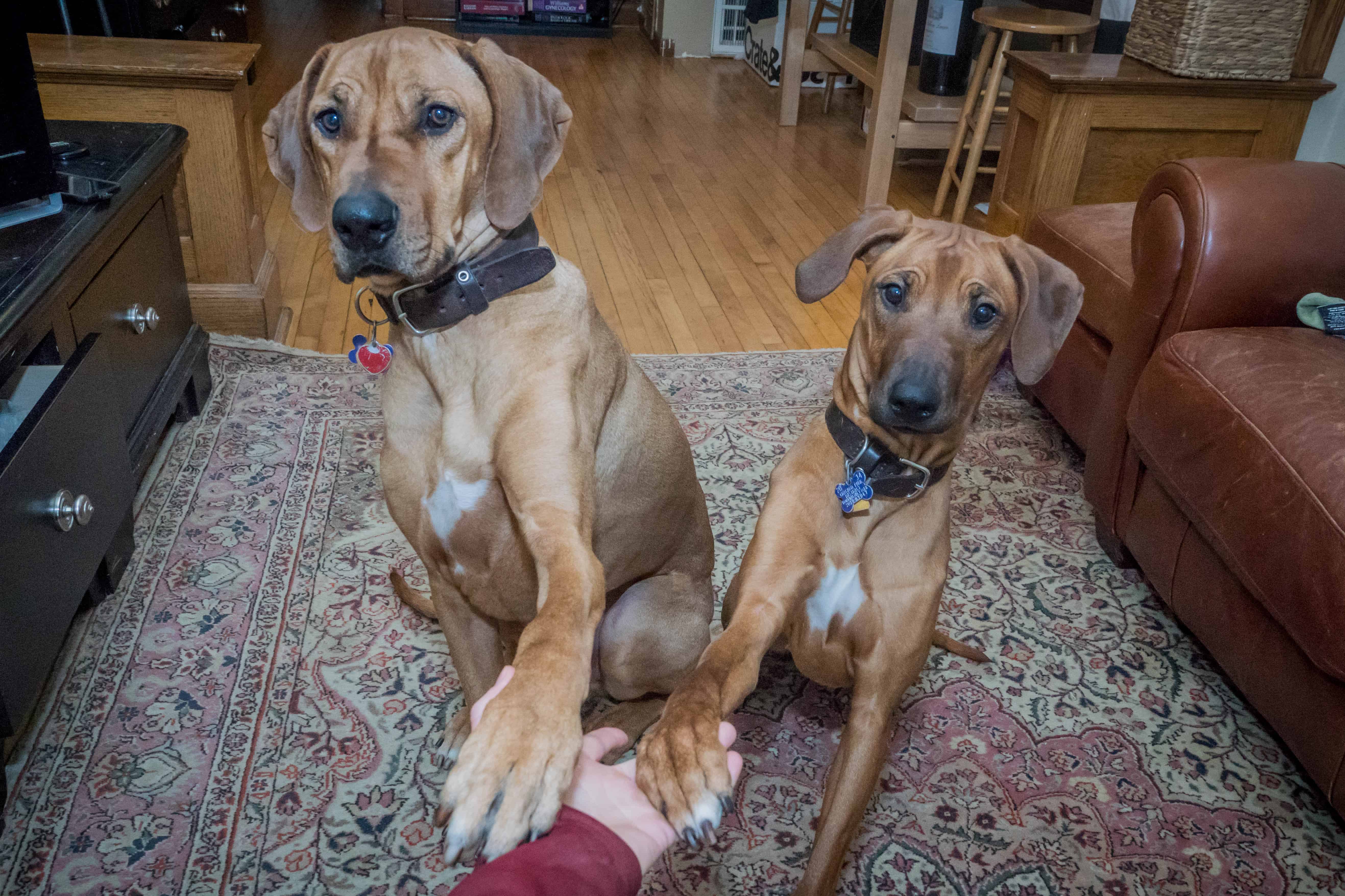 Rhodesian Ridgeback, puppy, chicago, dogs, marking our territory