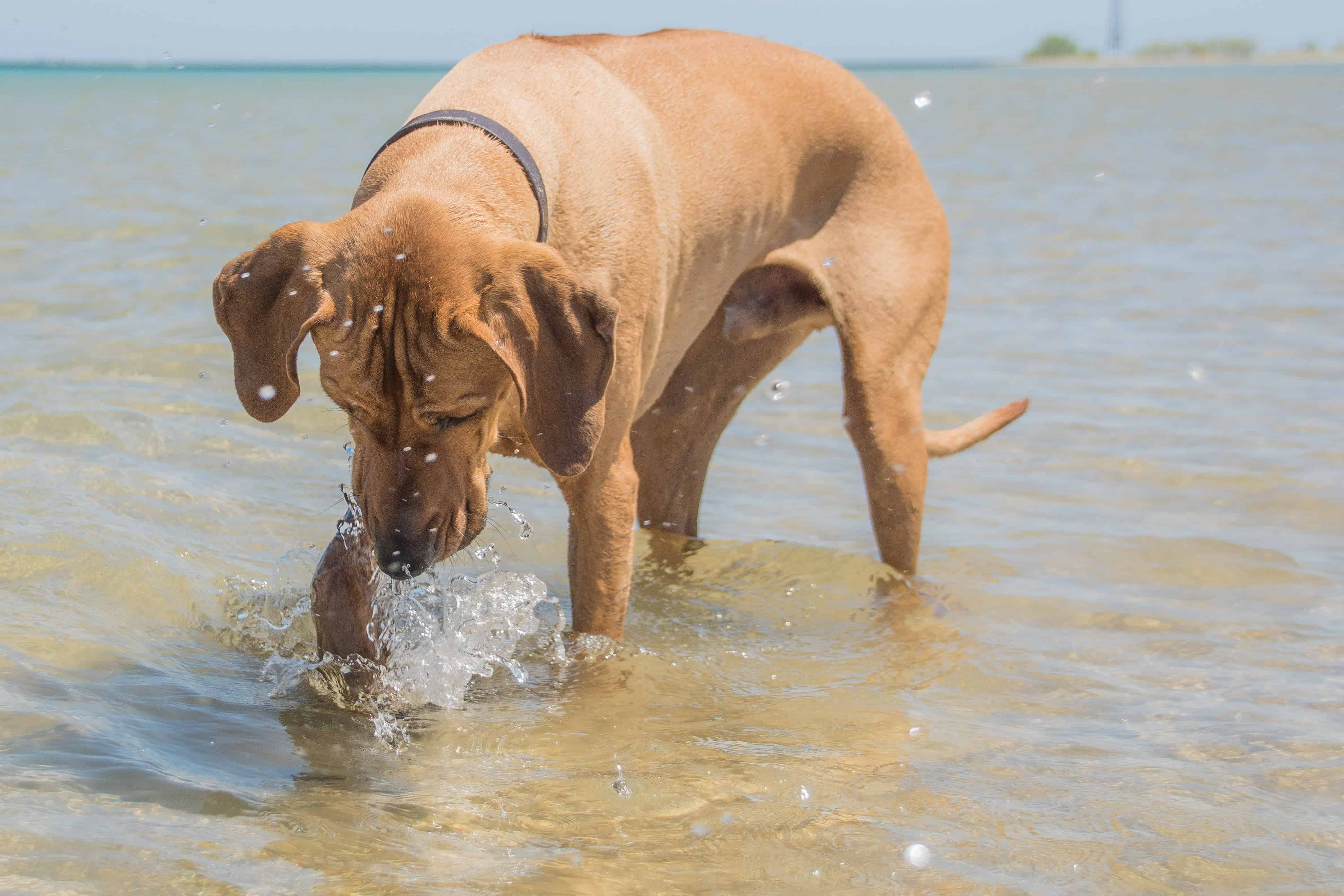 Rhodesian Ridgeback, puppy, chicago, montrose dog beach, adventure 