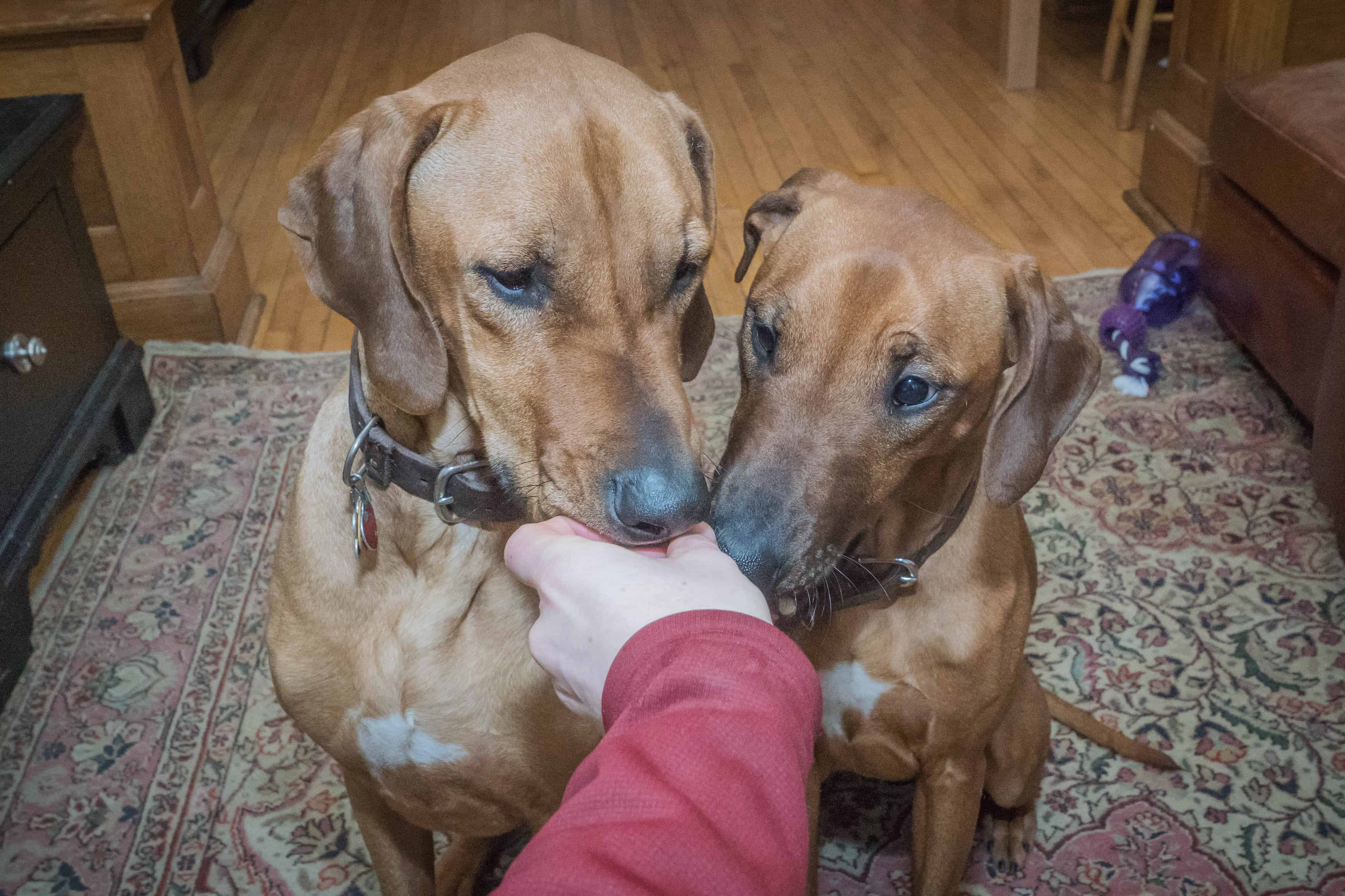 Rhodesian Ridgeback, puppy, chicago, dogs, marking our territory