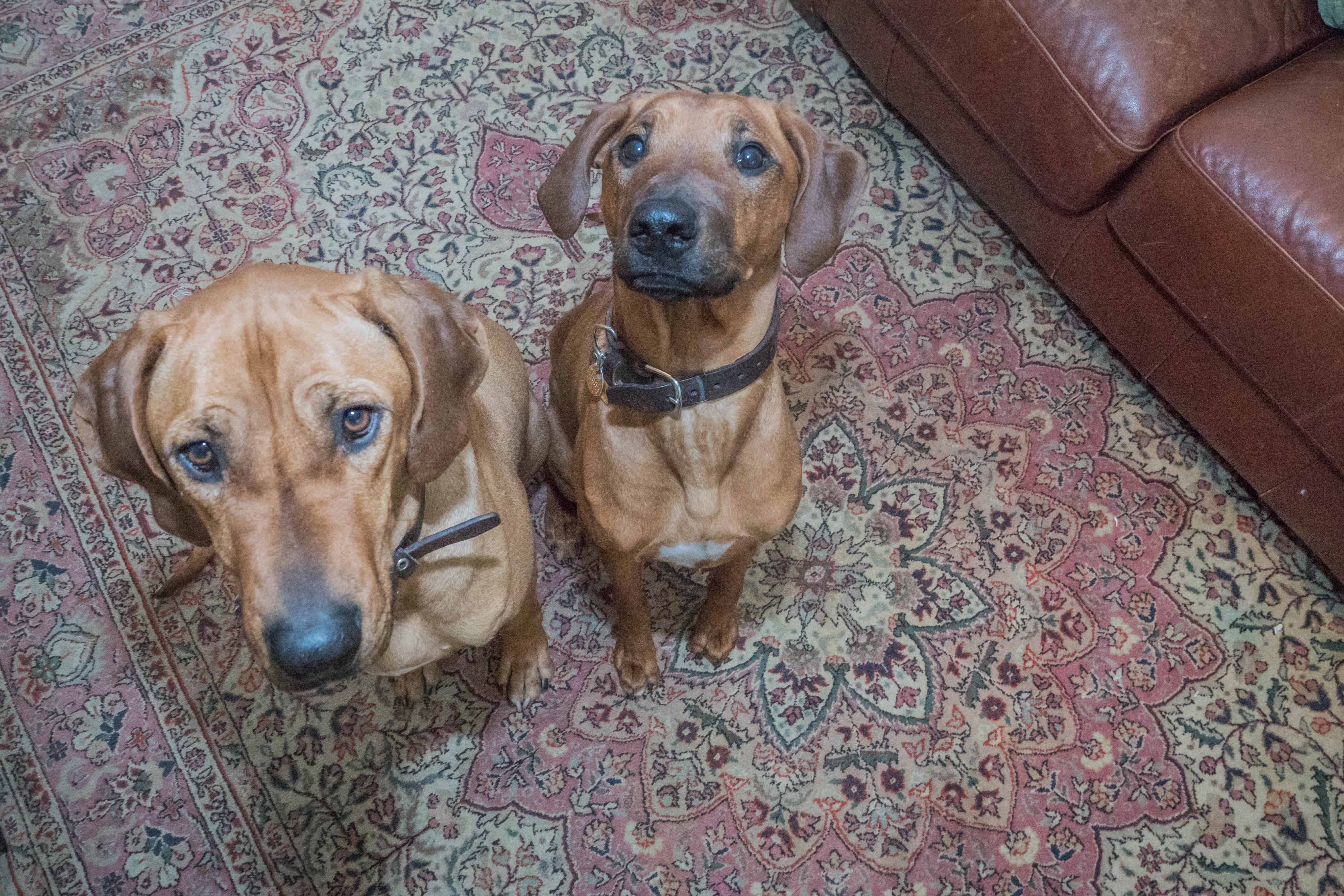 Rhodesian Ridgeback, puppy, chicago, dogs, marking our territory