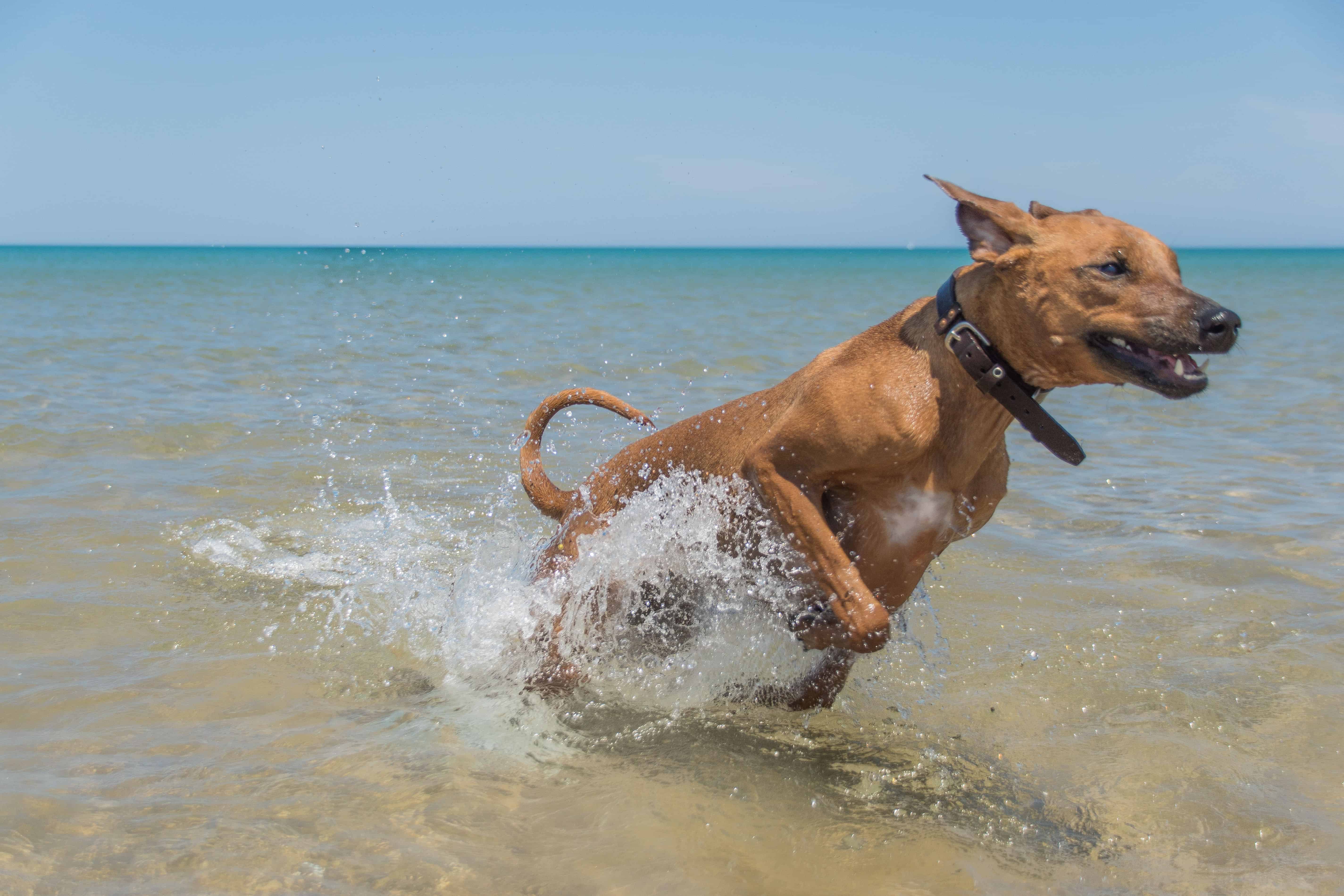 Rhodesian Ridgeback, puppy, chicago, montrose dog beach, adventure 