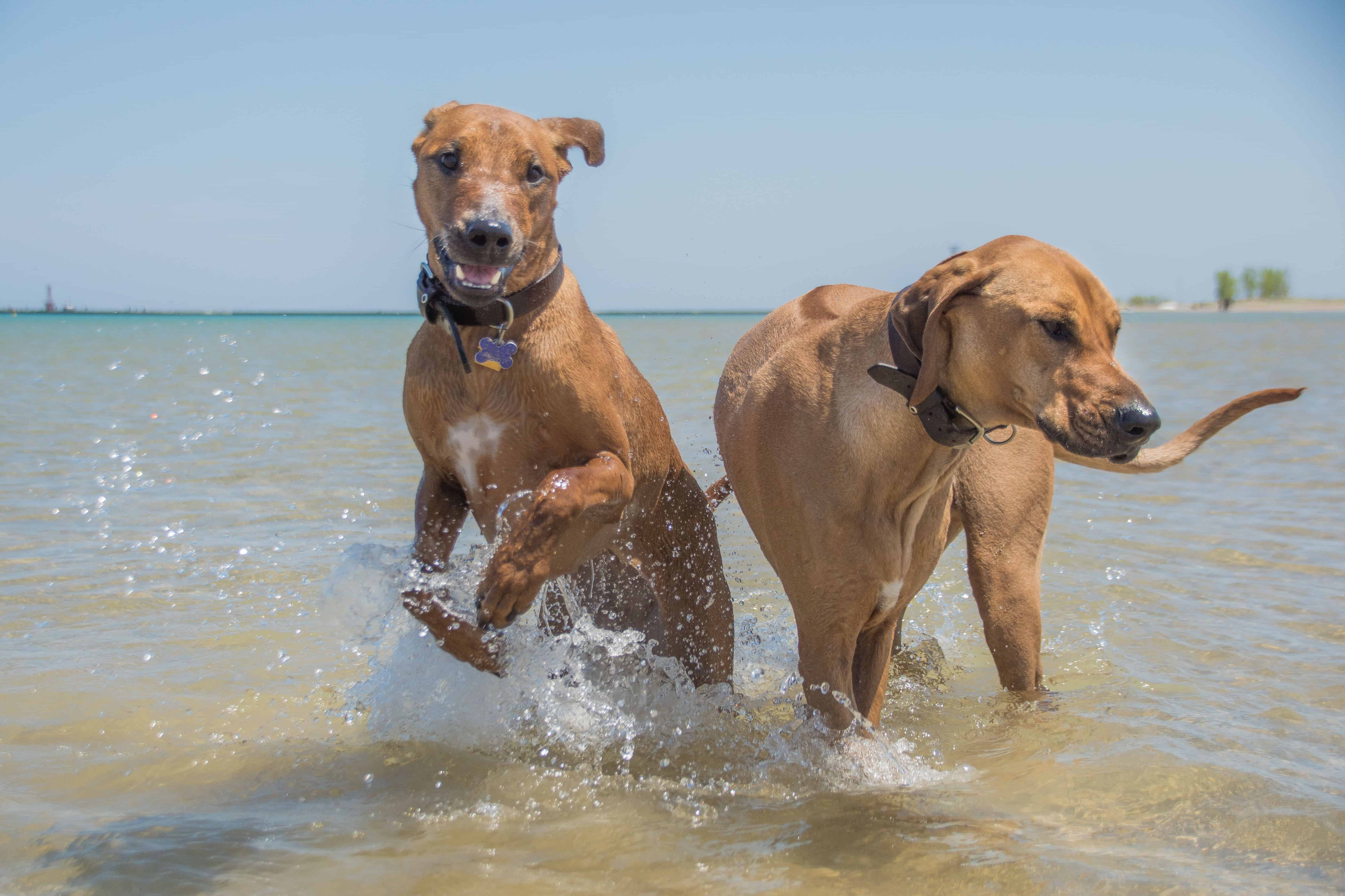 Rhodesian Ridgeback, puppy, chicago, montrose dog beach, adventure 