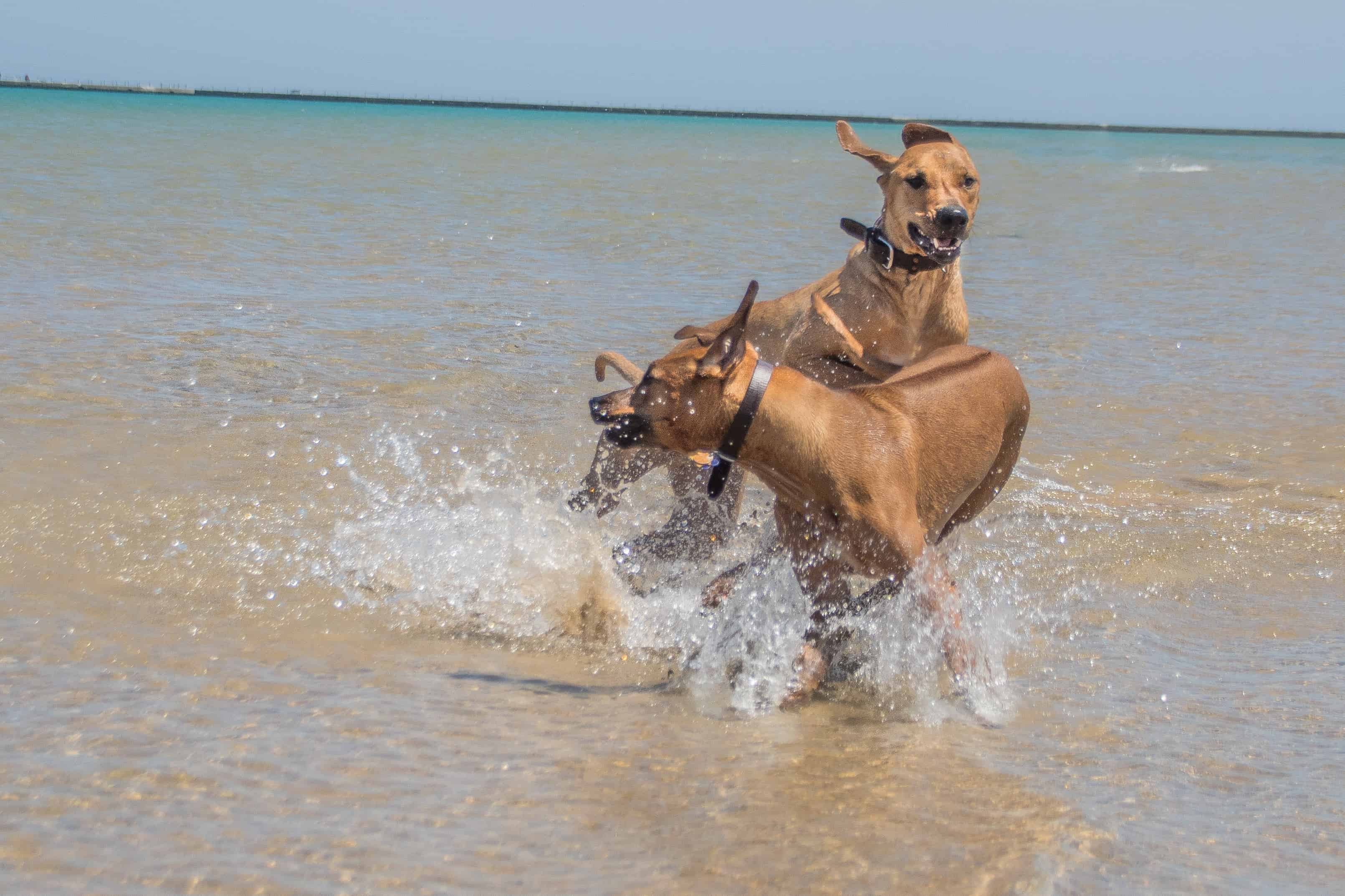 Rhodesian Ridgeback, puppy, chicago, montrose dog beach, adventure 