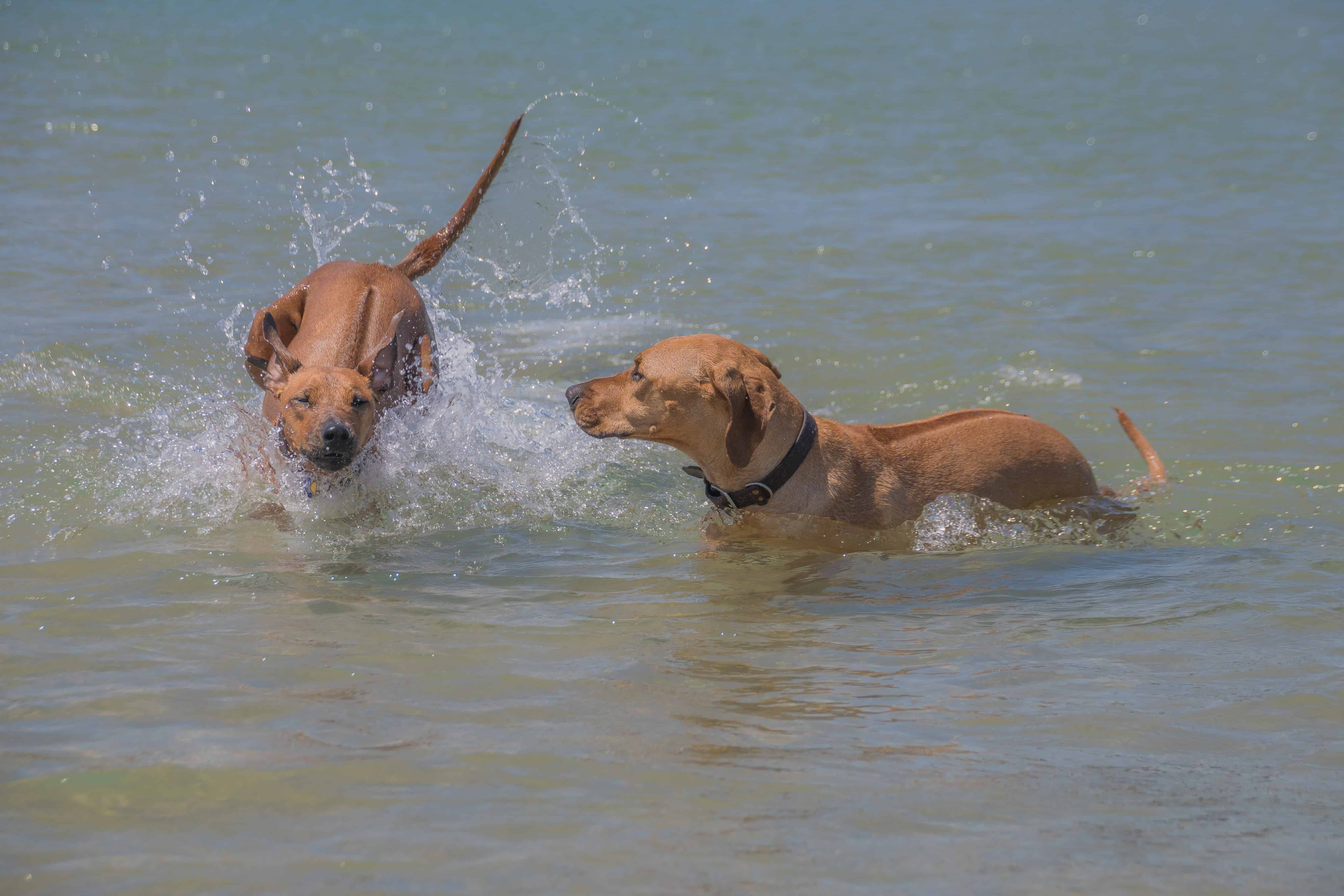 Rhodesian Ridgeback, puppy, chicago, montrose dog beach, adventure 