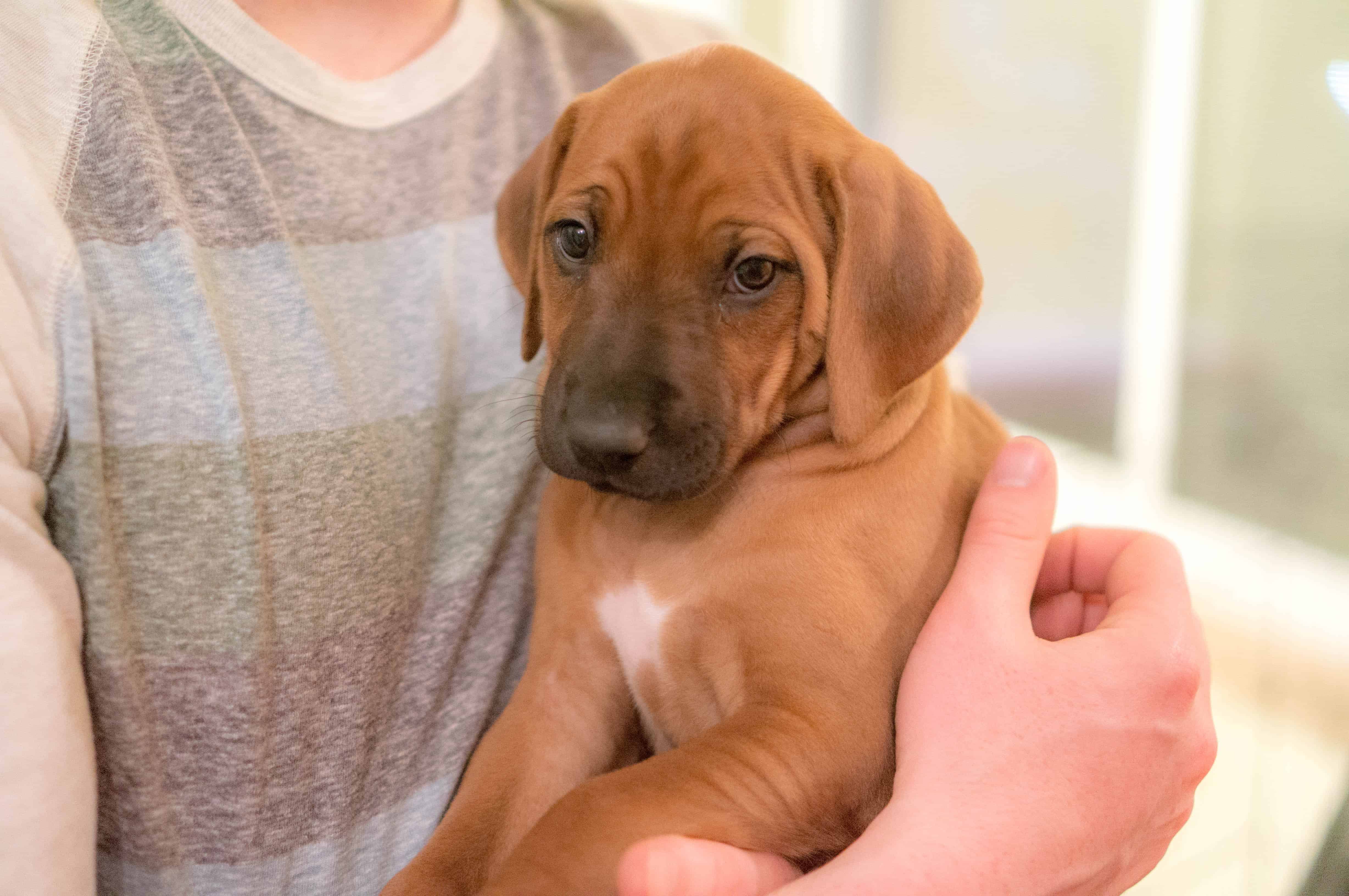 Rhodesian Ridgeback, puppy, chicago, marking our territory