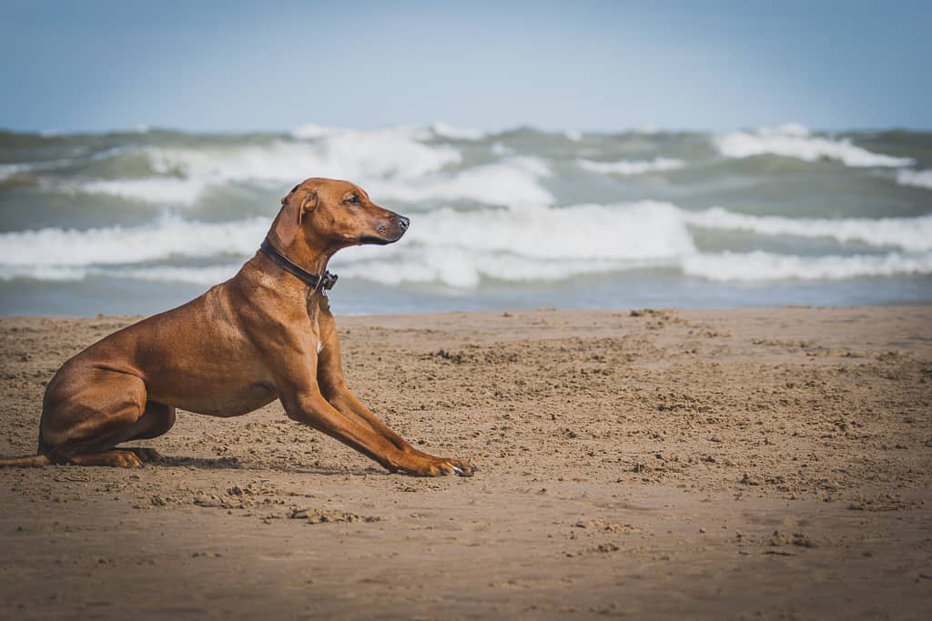 Rhodesian Ridgeback, blog, chicago, puppy, montrose dog beach