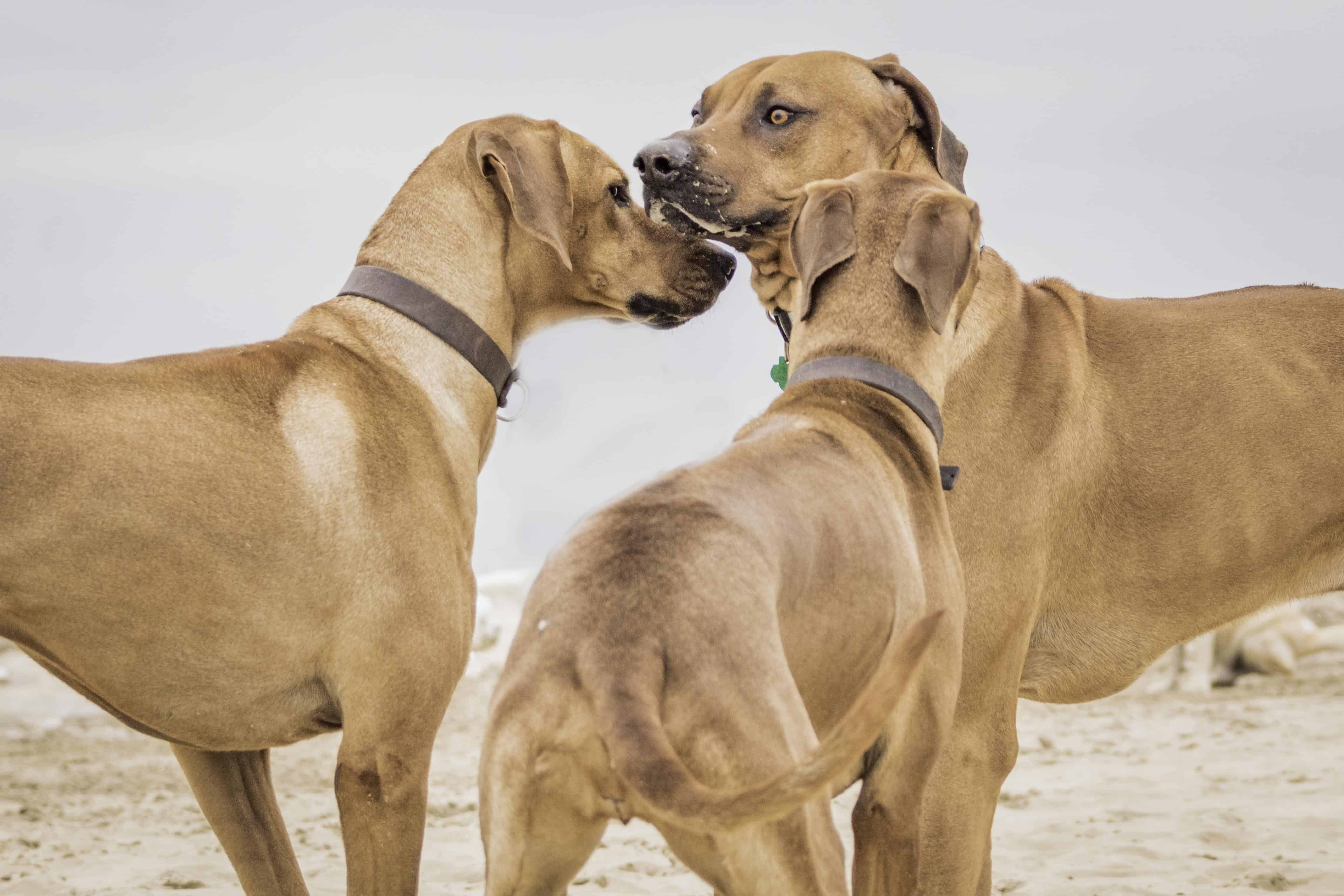 Rhodesian Ridgeback, montrose dog beach, chicago, blog, adventure,