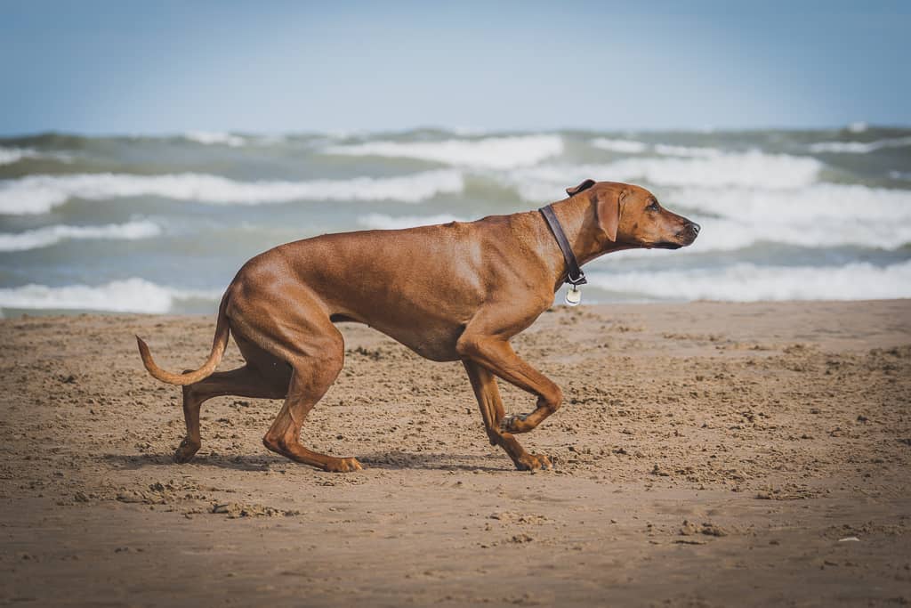 Rhodesian Ridgeback, blog, chicago, puppy, montrose dog beach