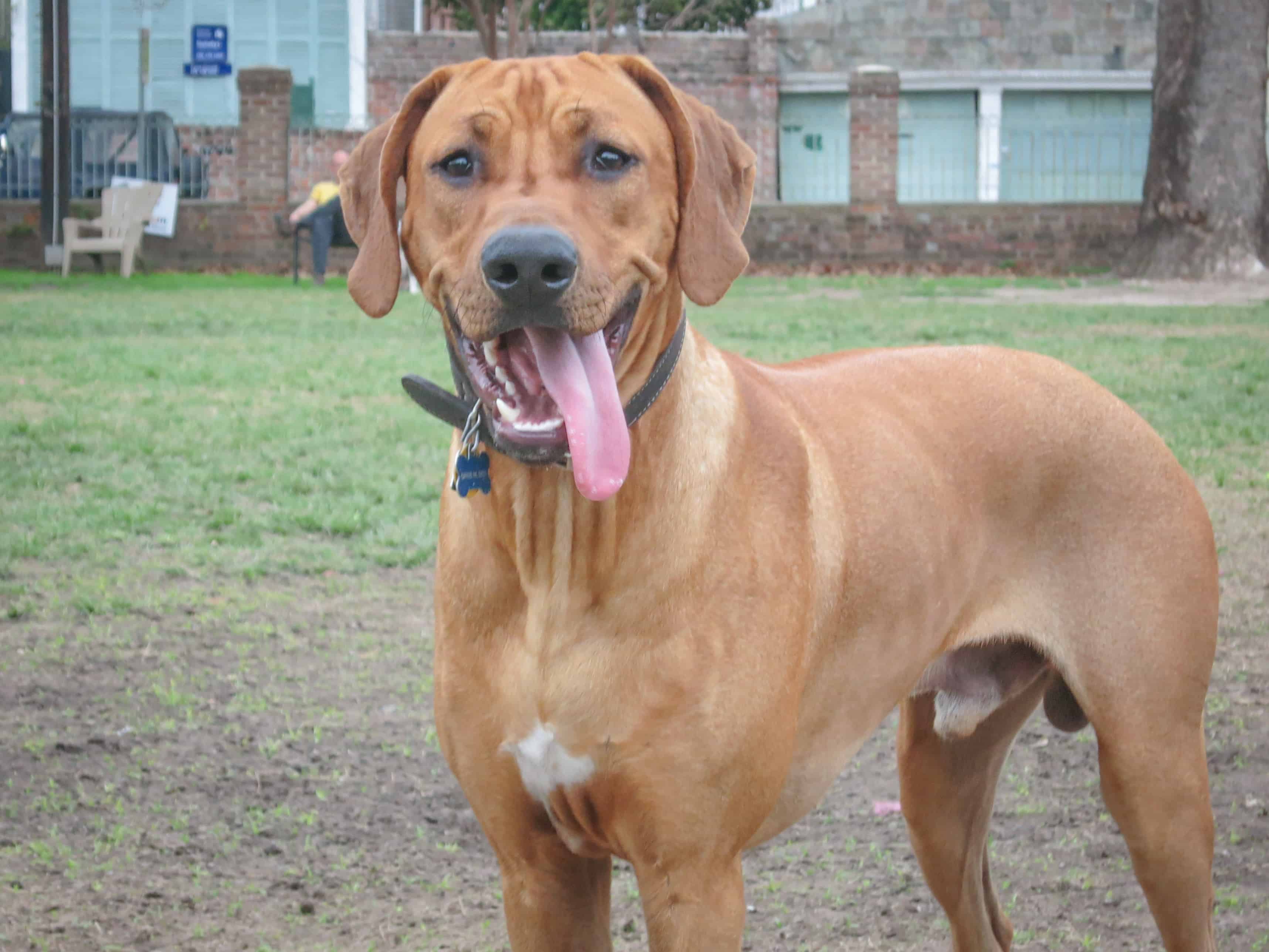 Rhodesian Ridgeback, adventure, dog-friendly, vacation, puppy