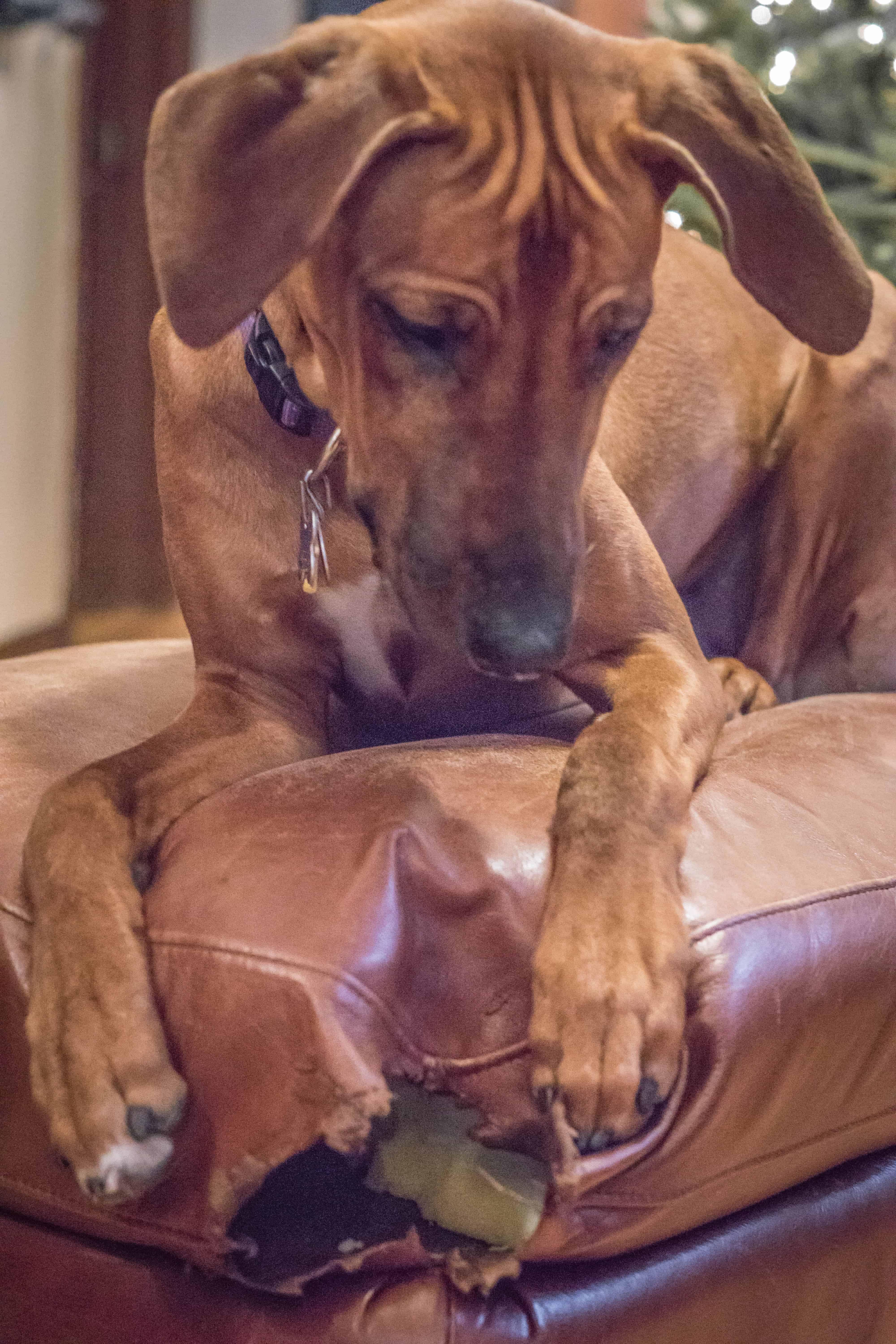 Rhodesian Ridgeback, puppy, chicago, marking our territory