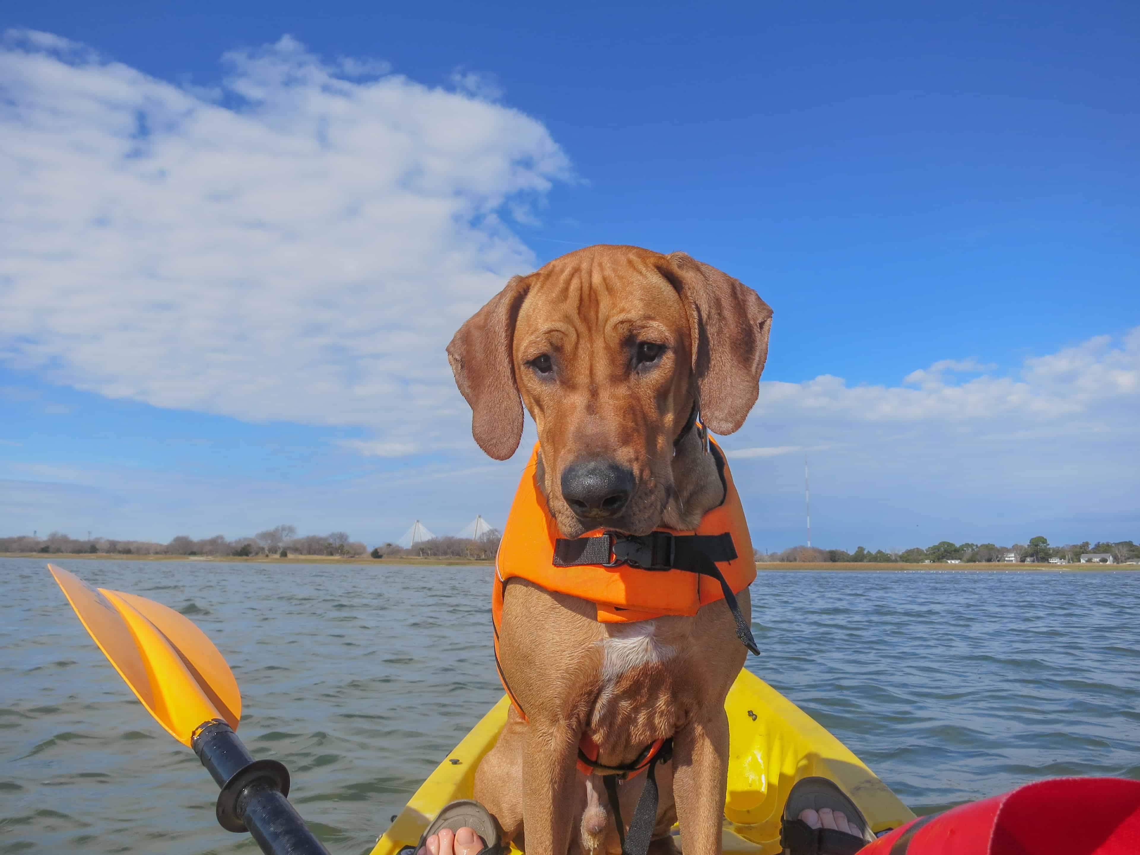 Rhodesian Ridgeback, adventure, dog-friendly, vacation, puppy