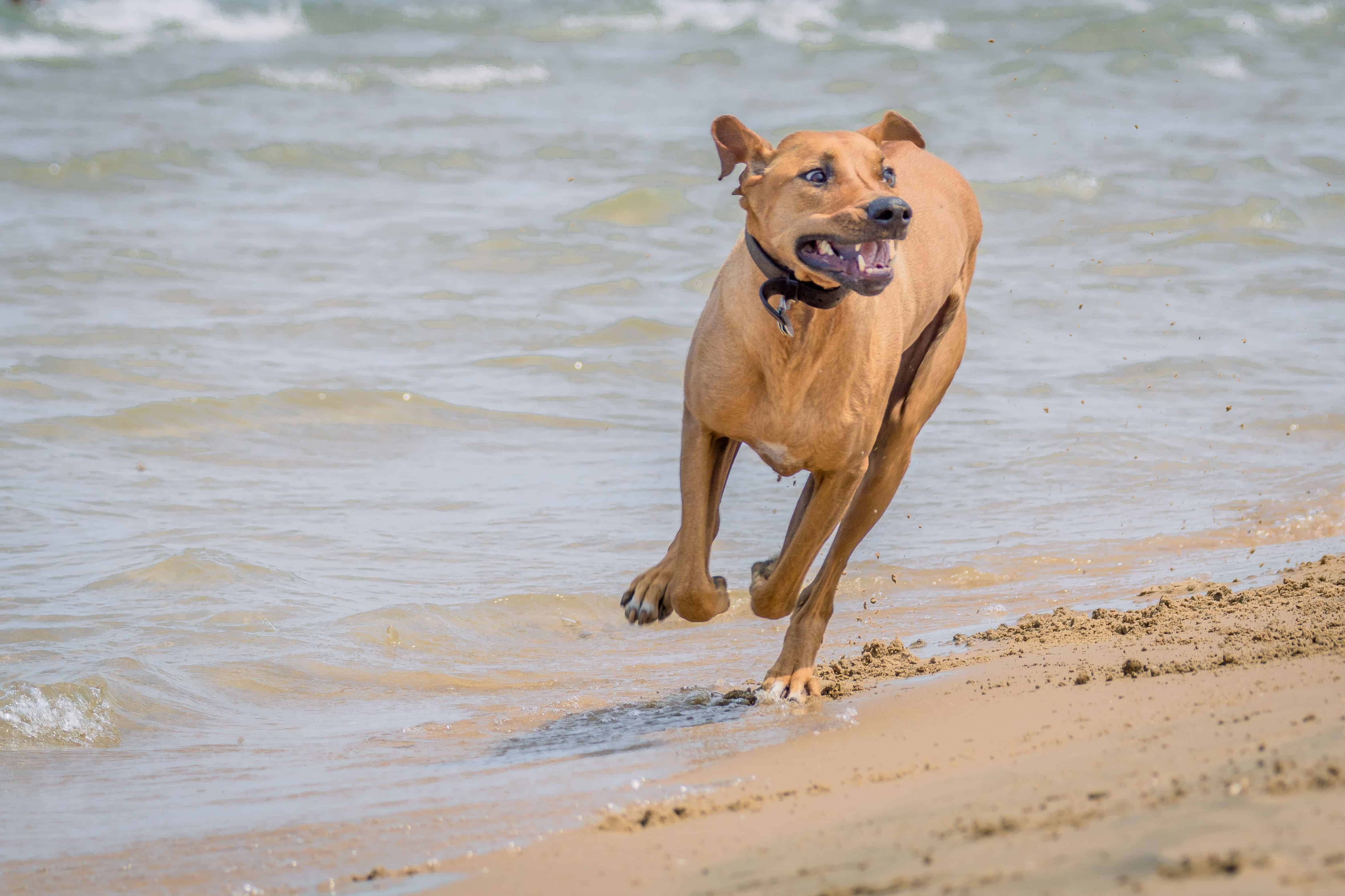 Montrose Dog Beach, Chicago, adventure, marking our territory